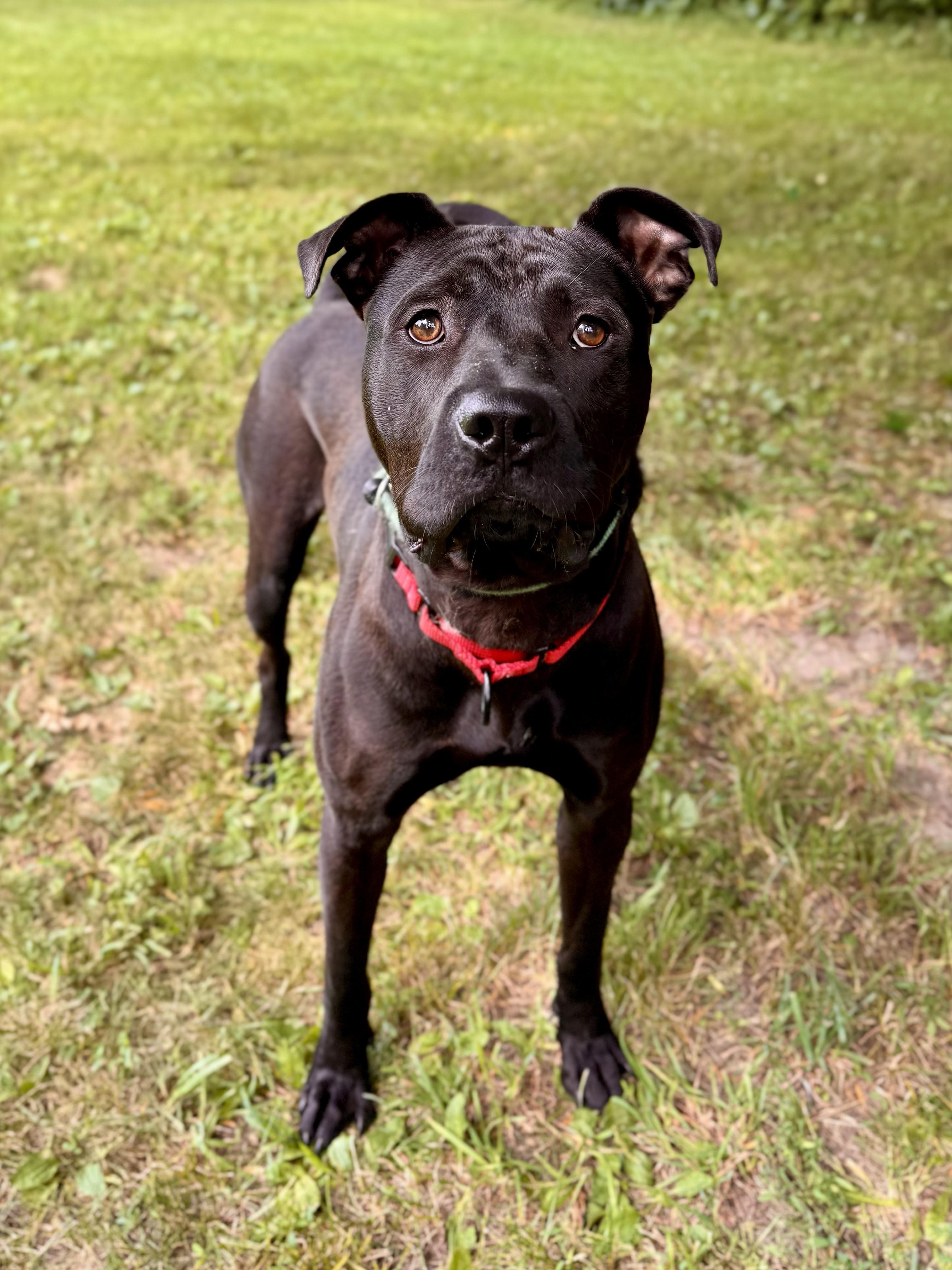 Spyro, a Adoptable Mixed Breed in Midland, MI image 3/5