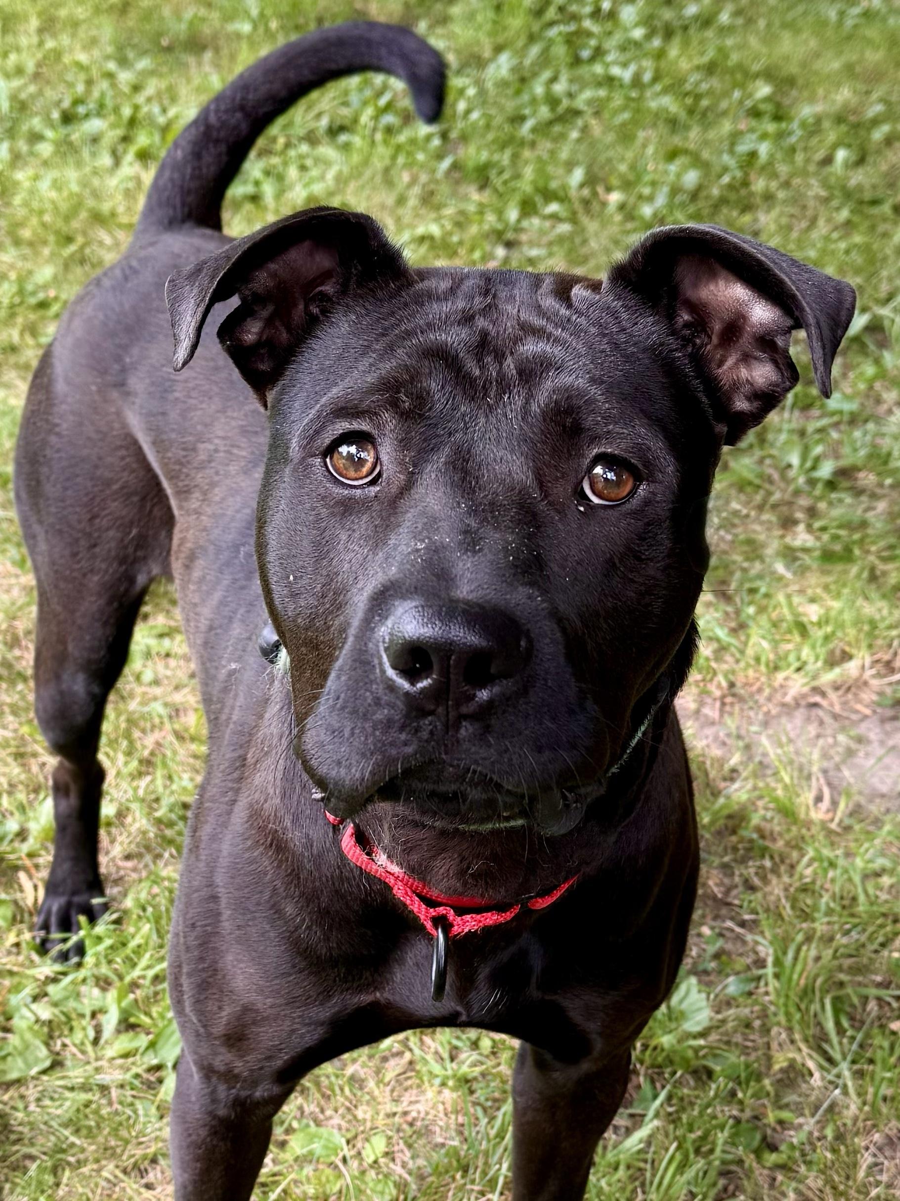 Spyro, a Adoptable Mixed Breed in Midland, MI image 1/5