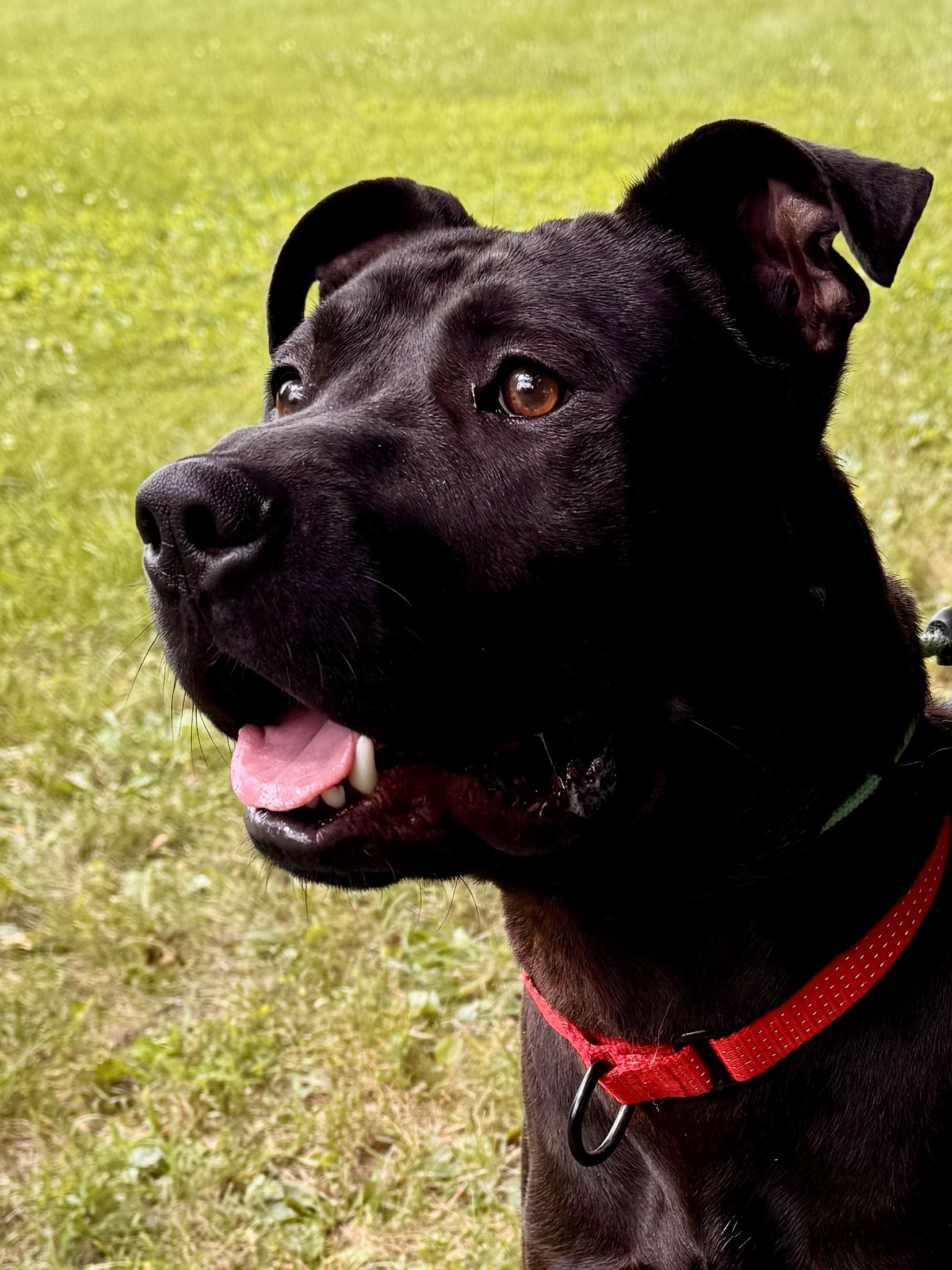 Spyro, a Adoptable Mixed Breed in Midland, MI image 4/5