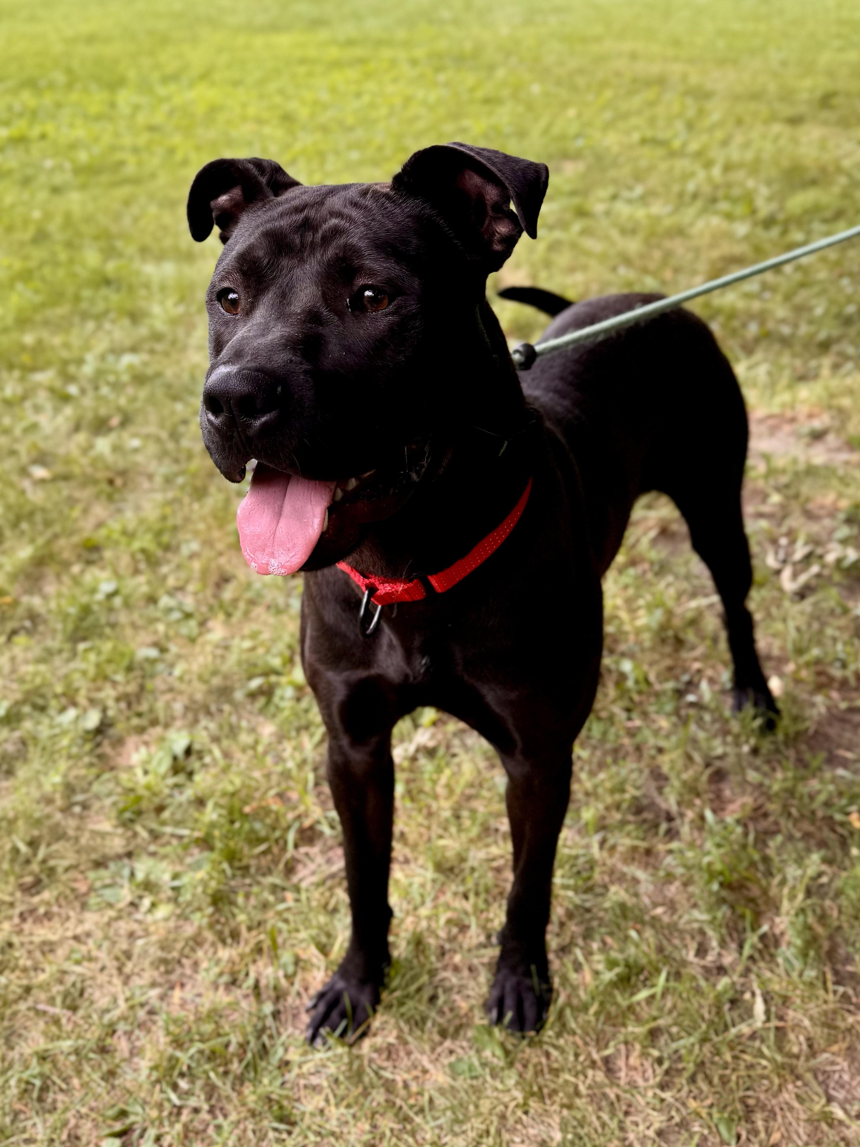 Spyro, a Adoptable Mixed Breed in Midland, MI image 5/5