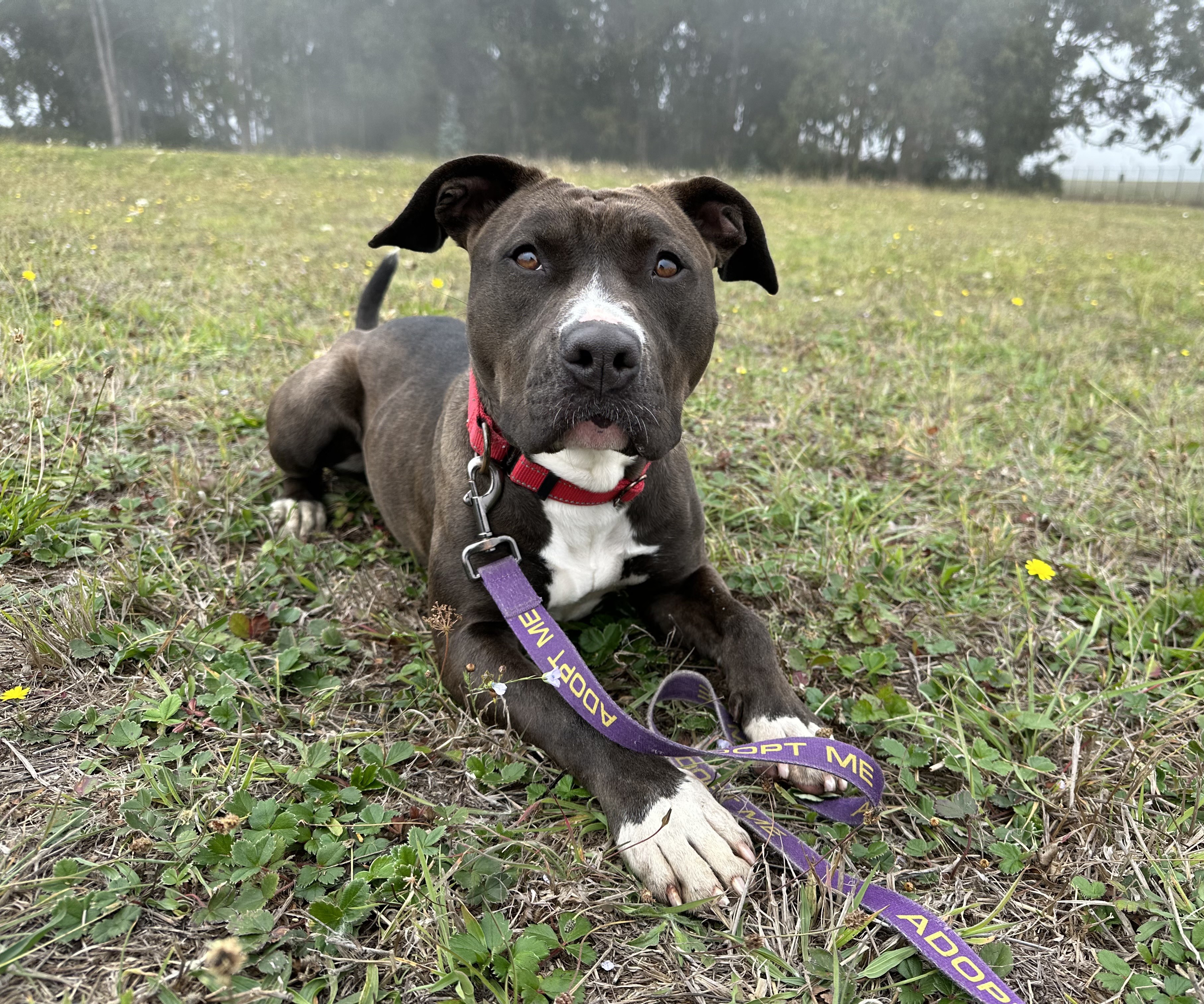 Ruby (aka Sweet Pea), an adoptable Pit Bull Terrier in Mckinleyville, CA, 95519 | Photo Image 3