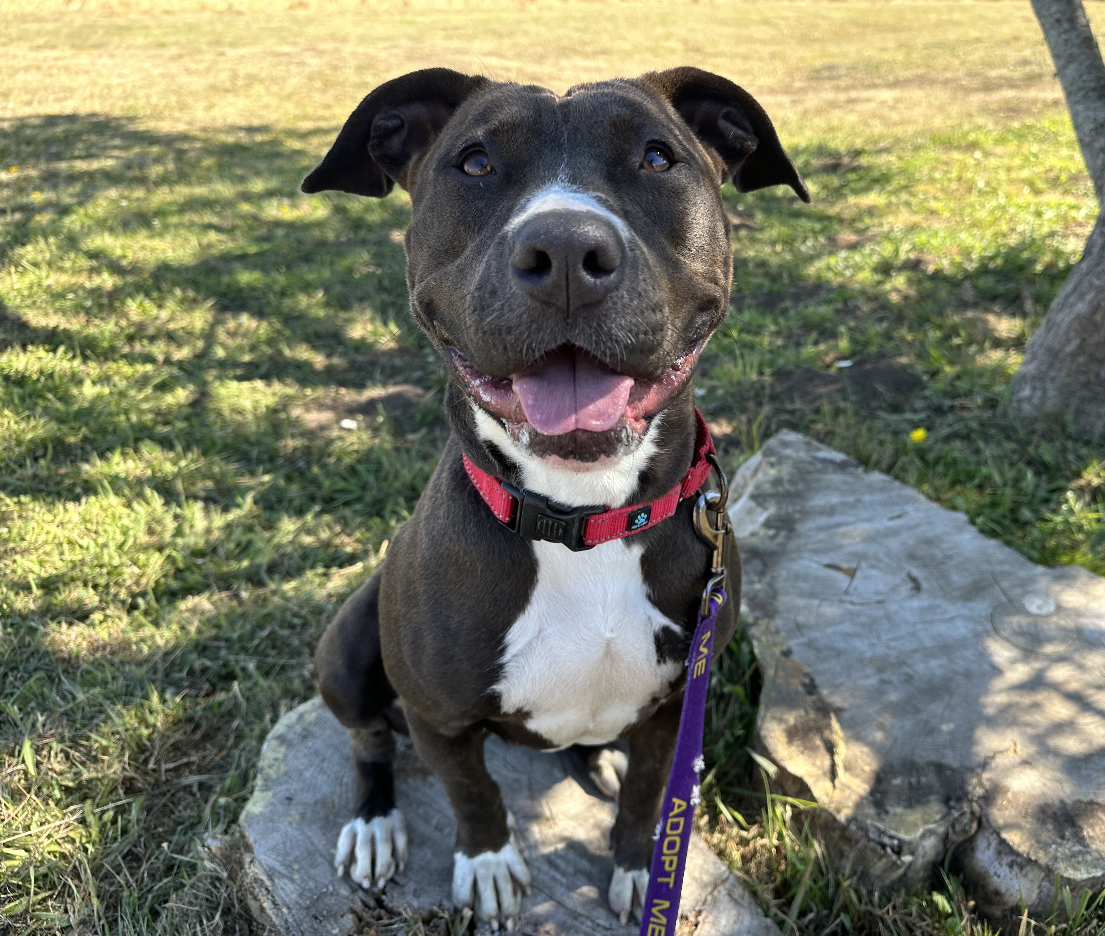 Ruby (aka Sweet Pea), a Adoptable mixed breed in Mckinleyville, CA image 1/5