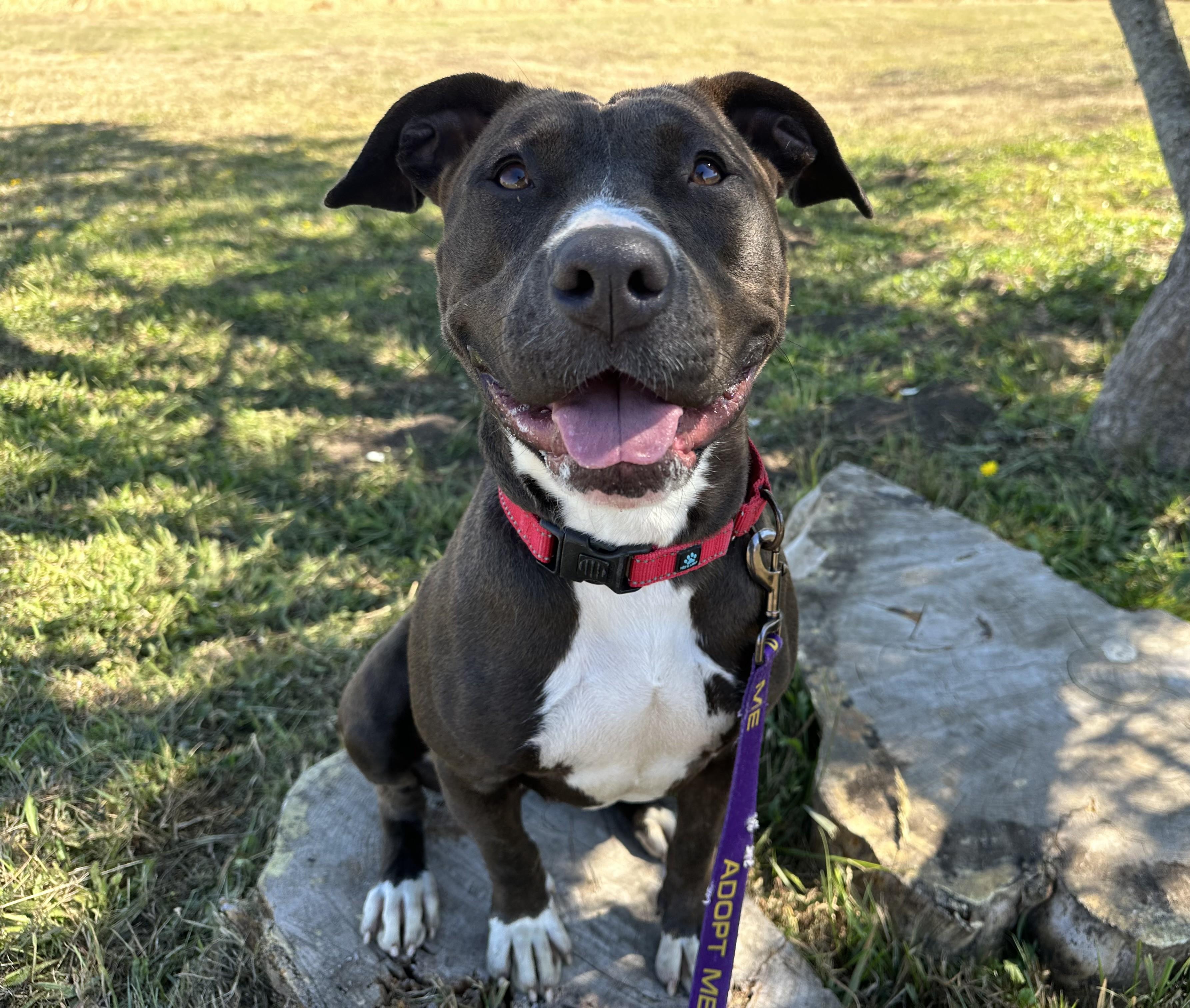 Ruby, Adoptable, Adult Female Pit Bull Terrier.