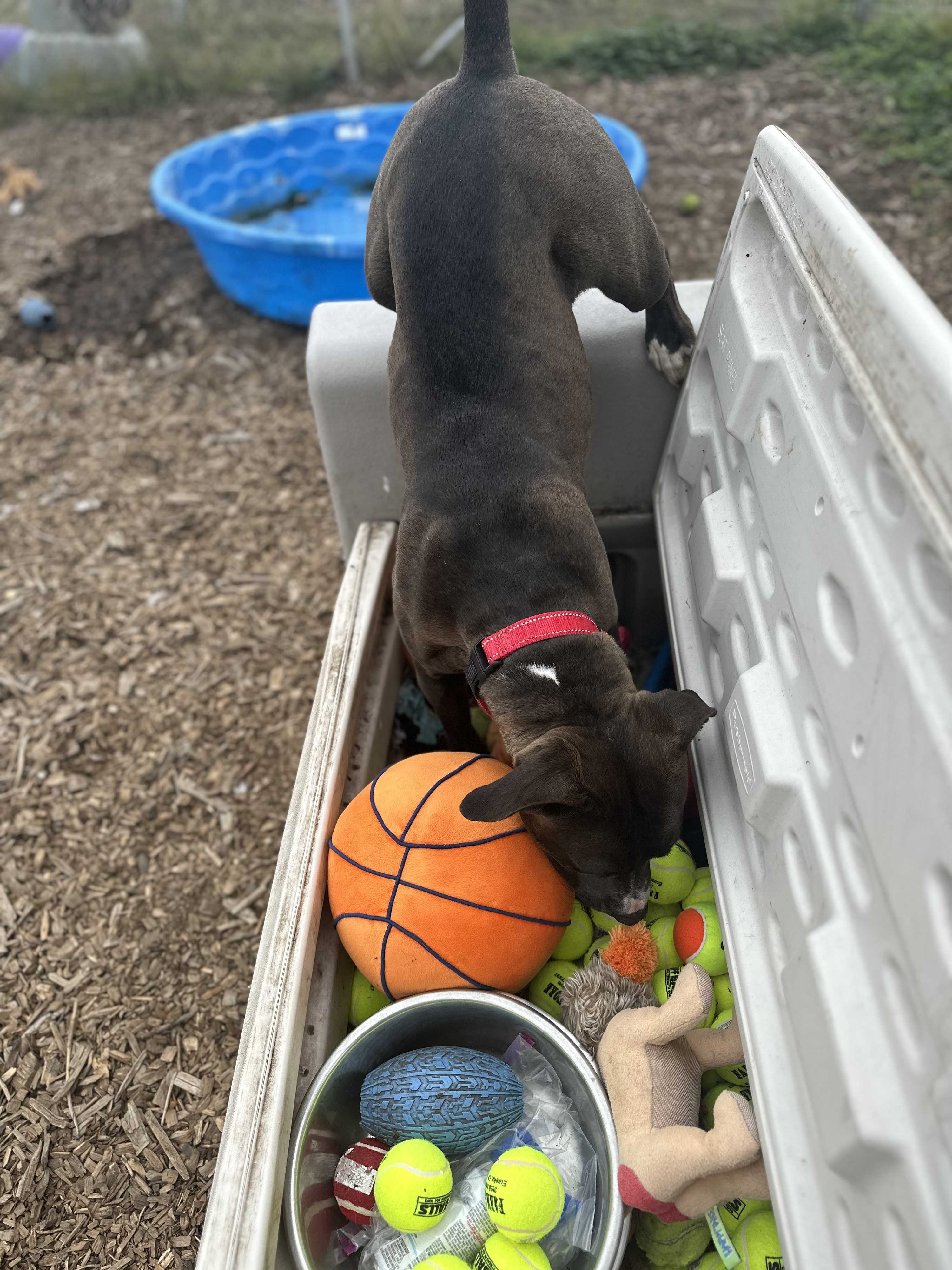 Ruby (aka Sweet Pea), an adoptable Pit Bull Terrier in Mckinleyville, CA, 95519 | Photo Image 5