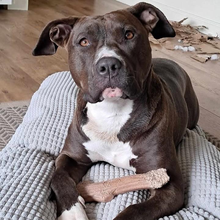 Ruby (aka Sweet Pea), a Adoptable mixed breed in Mckinleyville, CA image 4/5