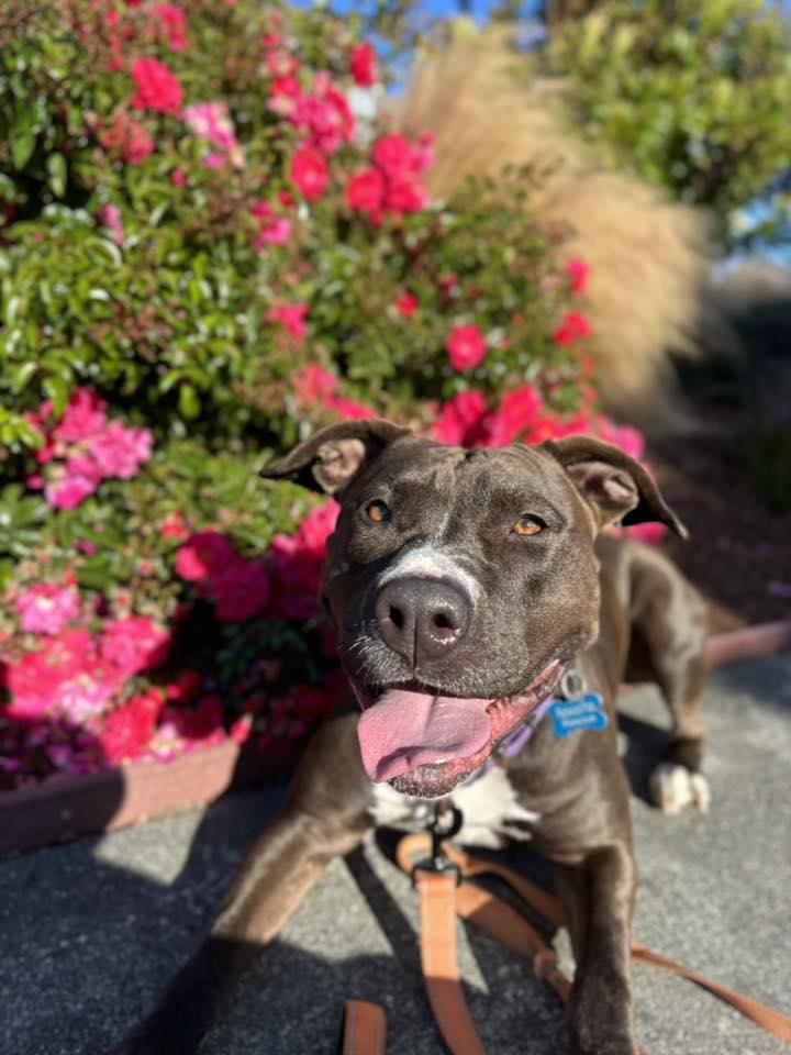 Enlarge Ruby, a Adoptable mixed breed in Mckinleyville, CA image 2/5