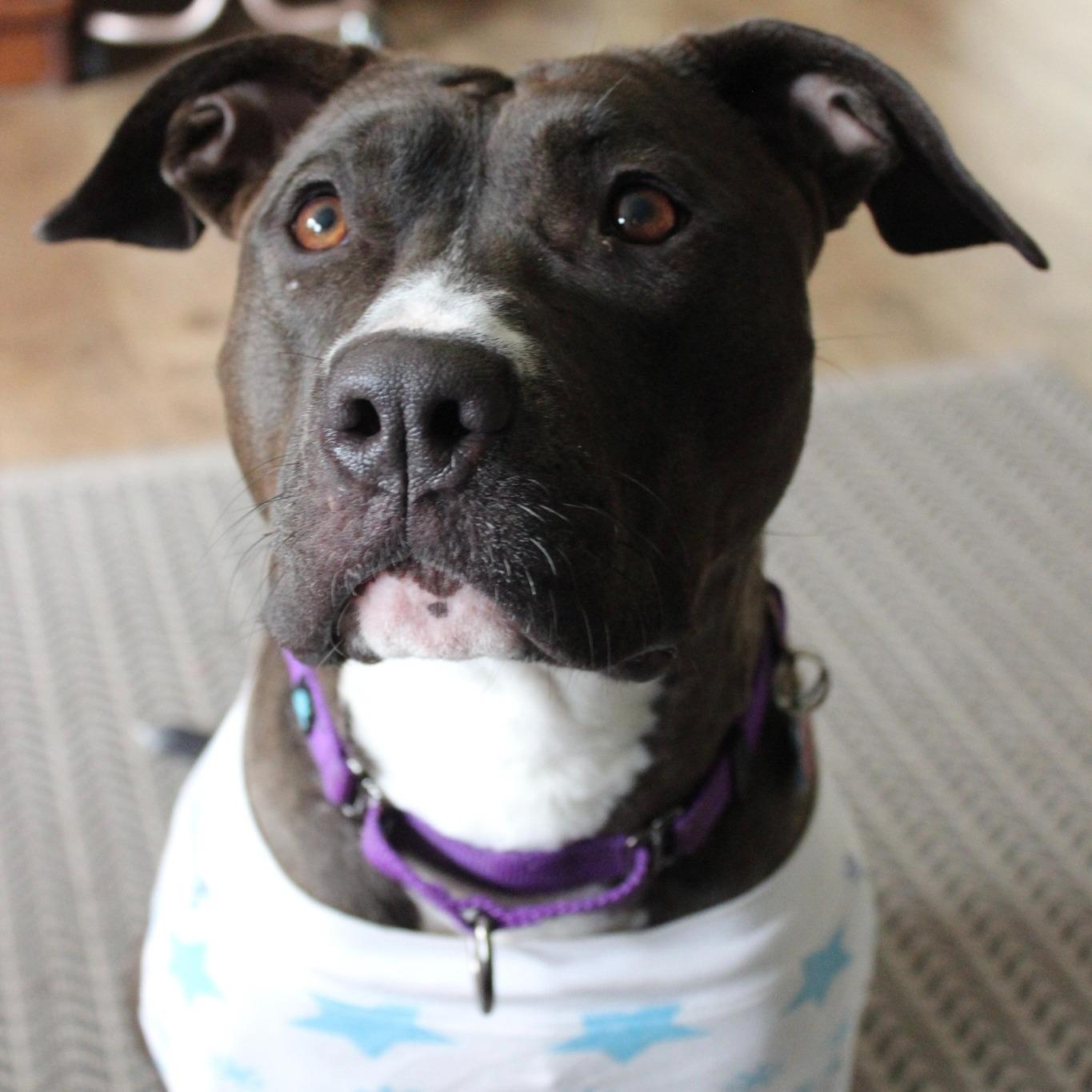 Ruby (aka Sweet Pea), an adoptable Pit Bull Terrier in Mckinleyville, CA, 95519 | Photo Image 1