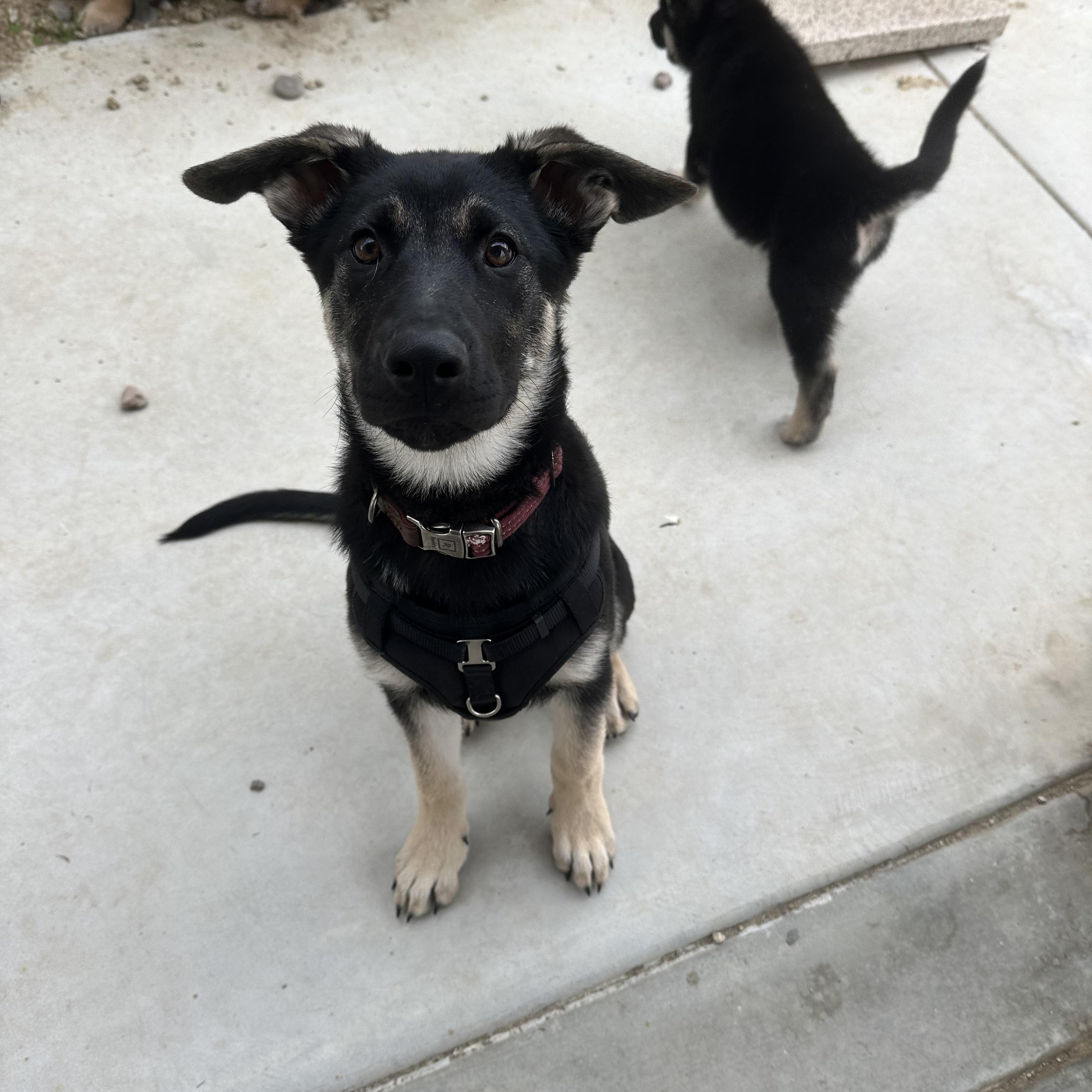 Enlarge Ember, a Adopted German Shepherd Dog in Santee, CA image 4/5