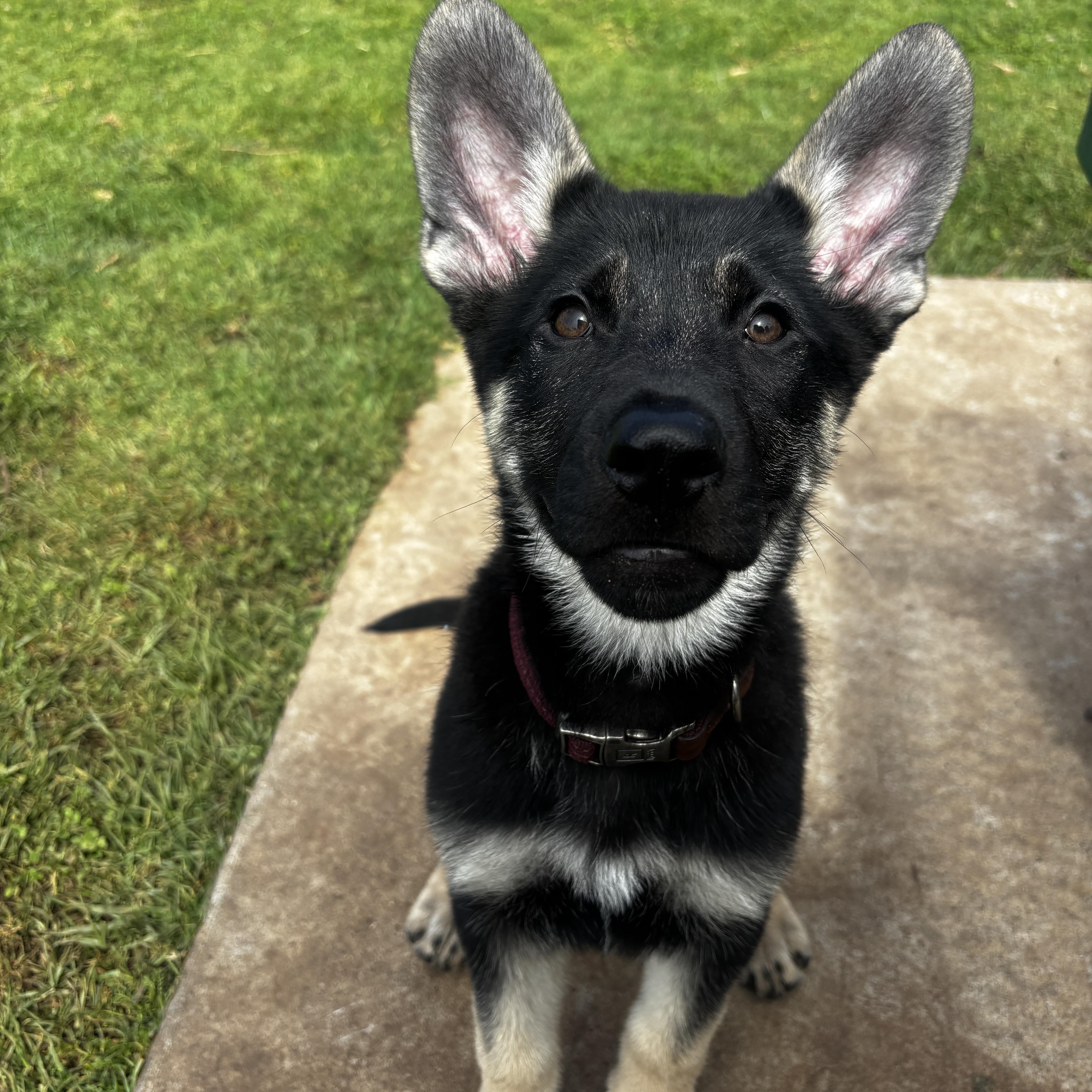 Enlarge Ember, a Adopted German Shepherd Dog in Santee, CA image 3/5