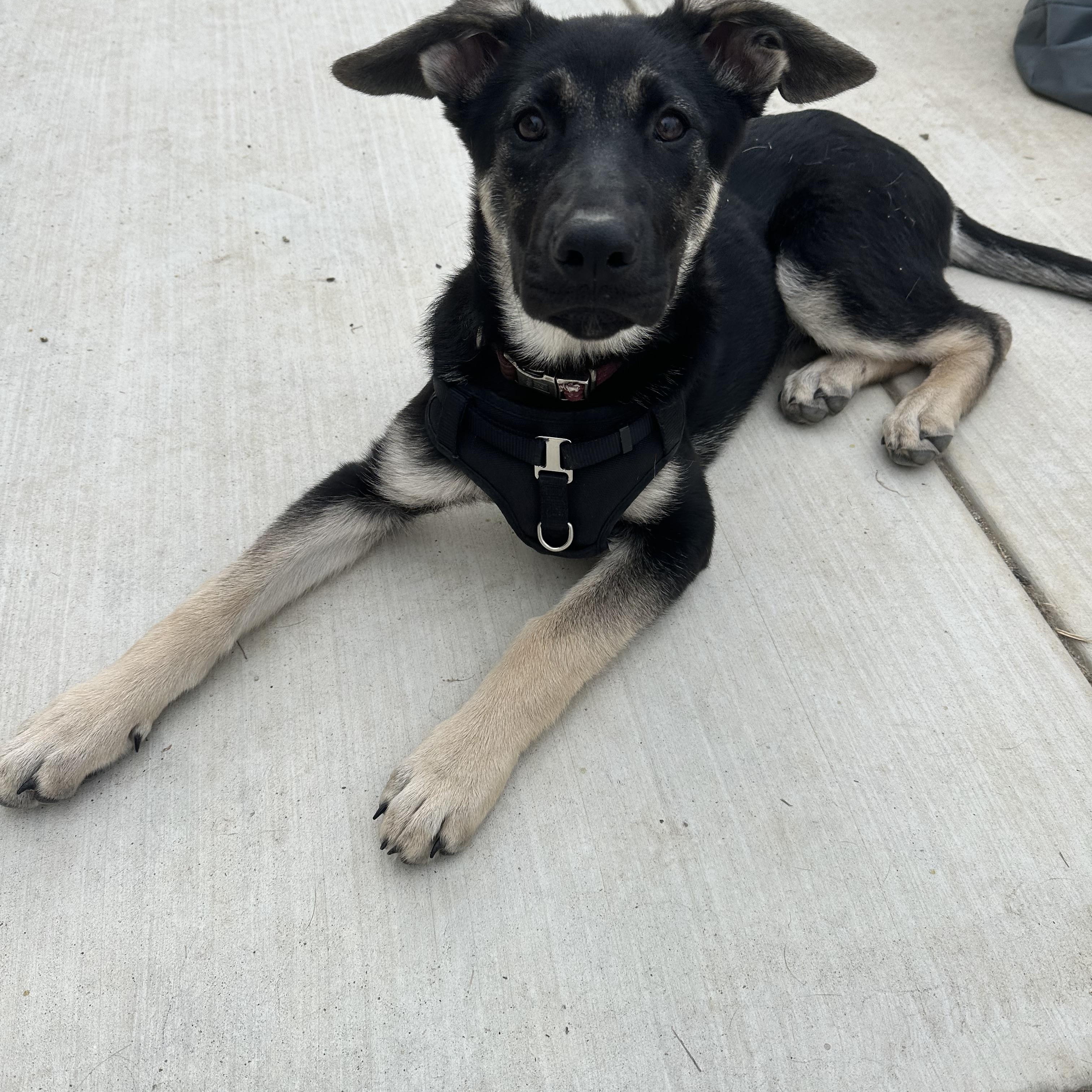 Enlarge Ember, a Adopted German Shepherd Dog in Santee, CA image 2/5