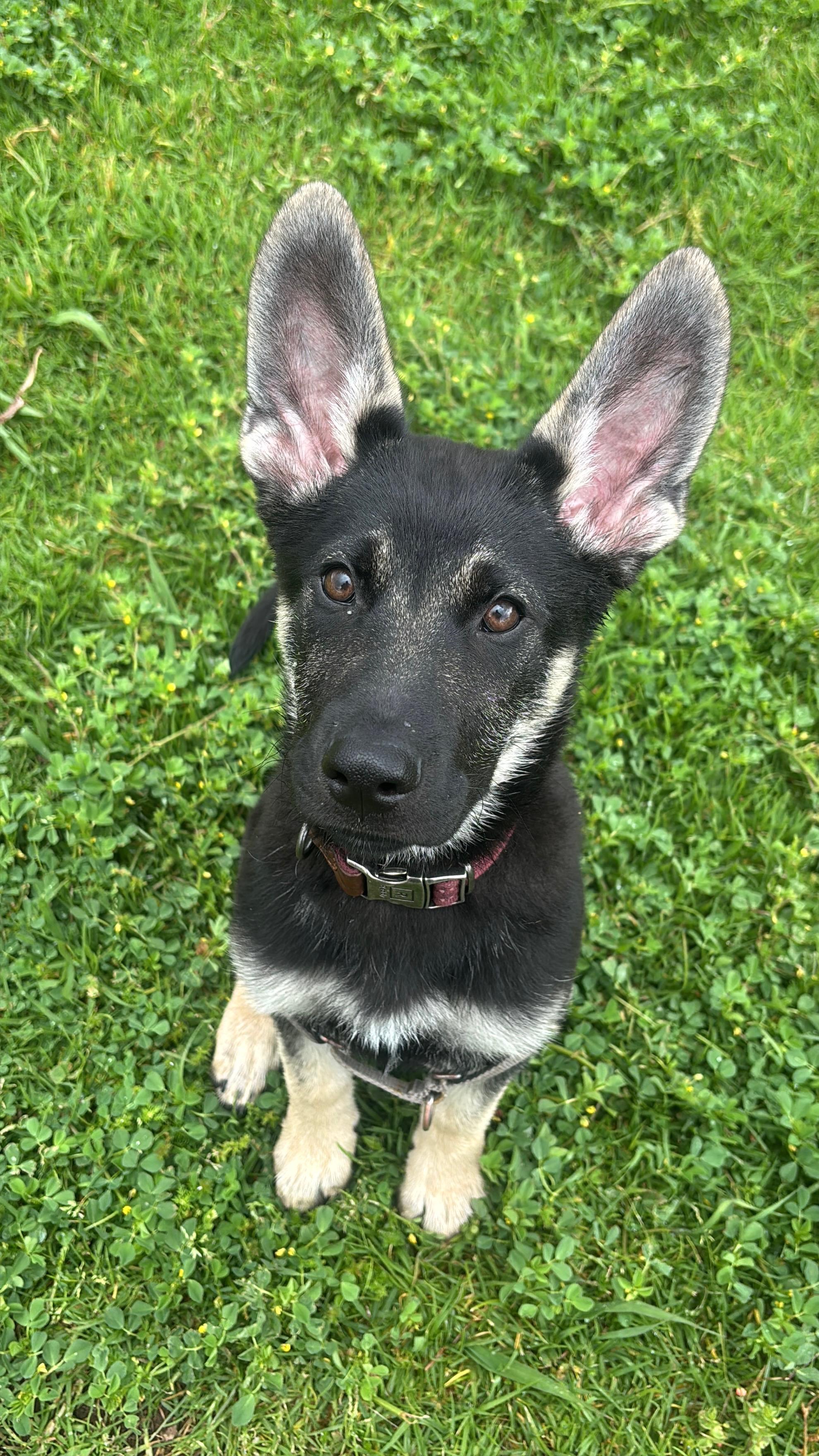 Ember, Adopted, Young Female German Shepherd Dog.