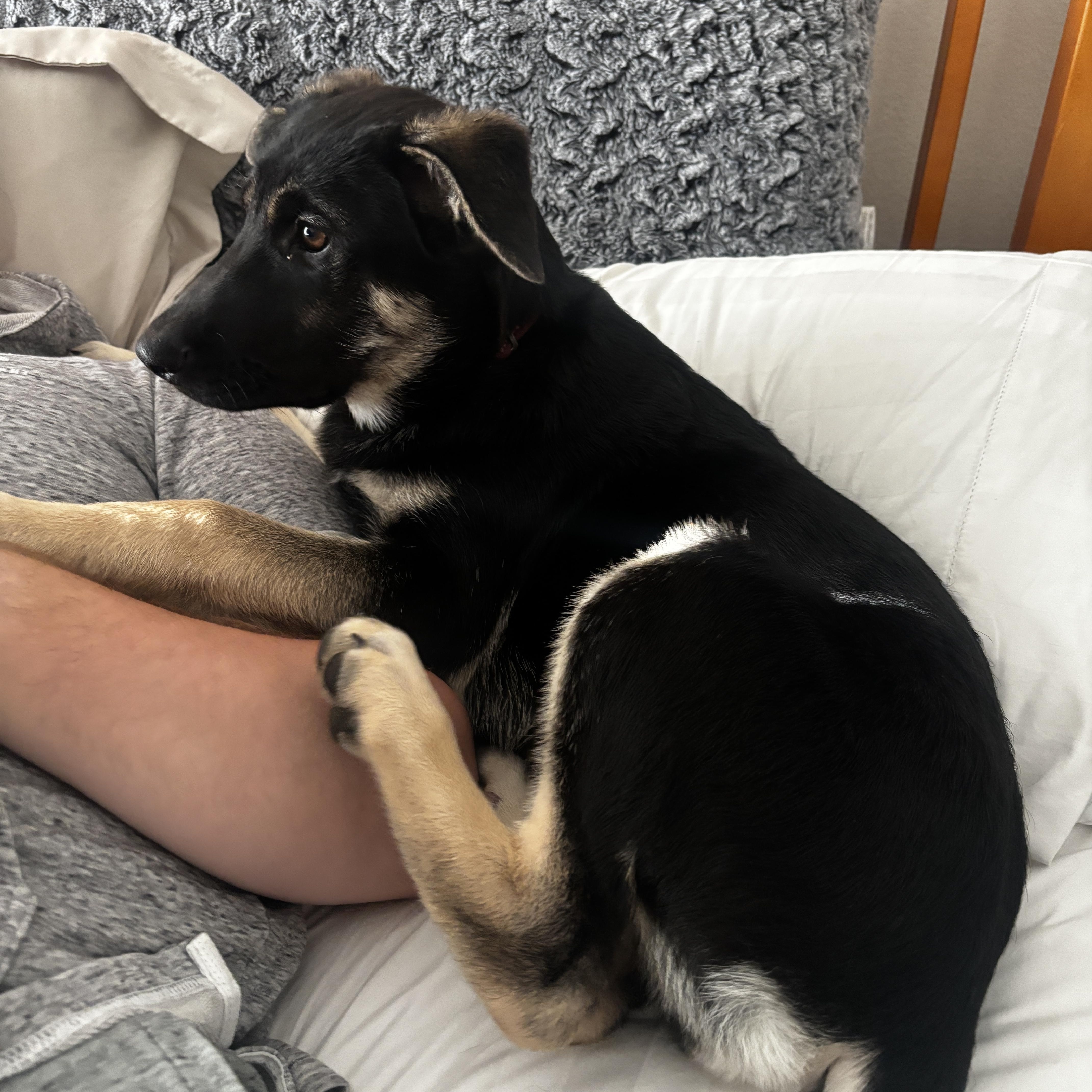 Enlarge Ember, a Adopted German Shepherd Dog in Santee, CA image 5/5