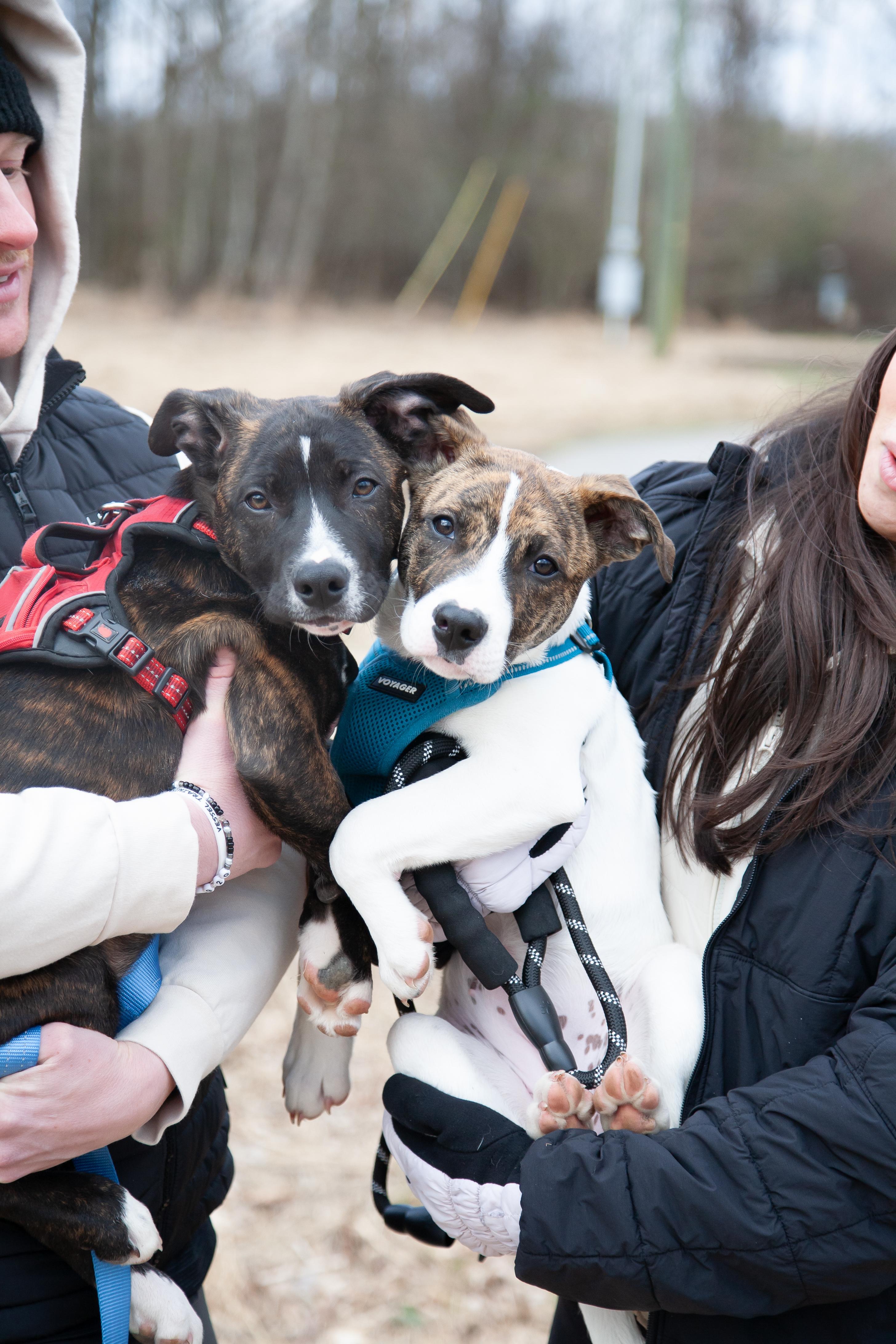 Enlarge Kinsey, a ADOPTABLE mixed breed in Franklin, TN image 3/6