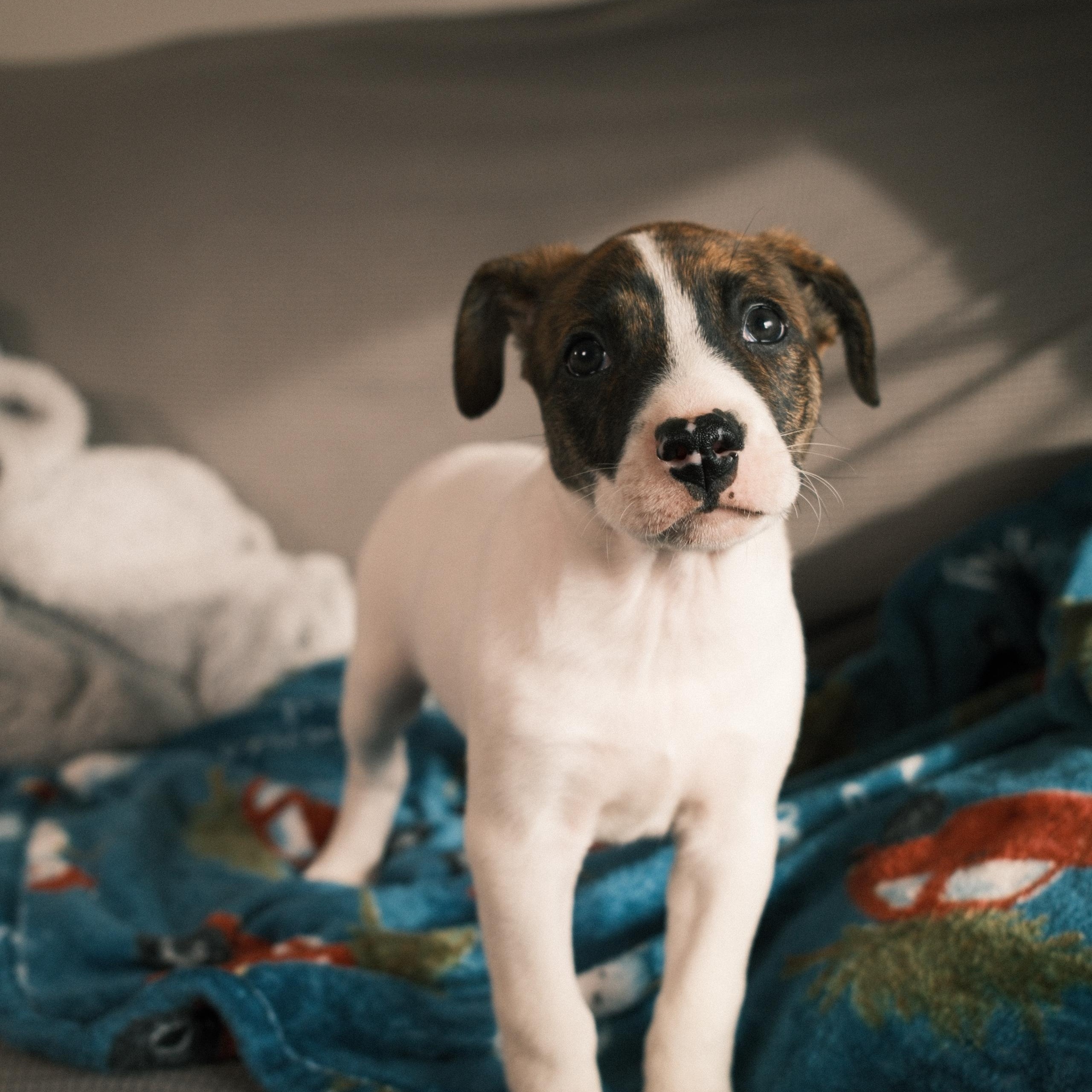 Kinsey, ADOPTABLE, Puppy Female Border Collie.