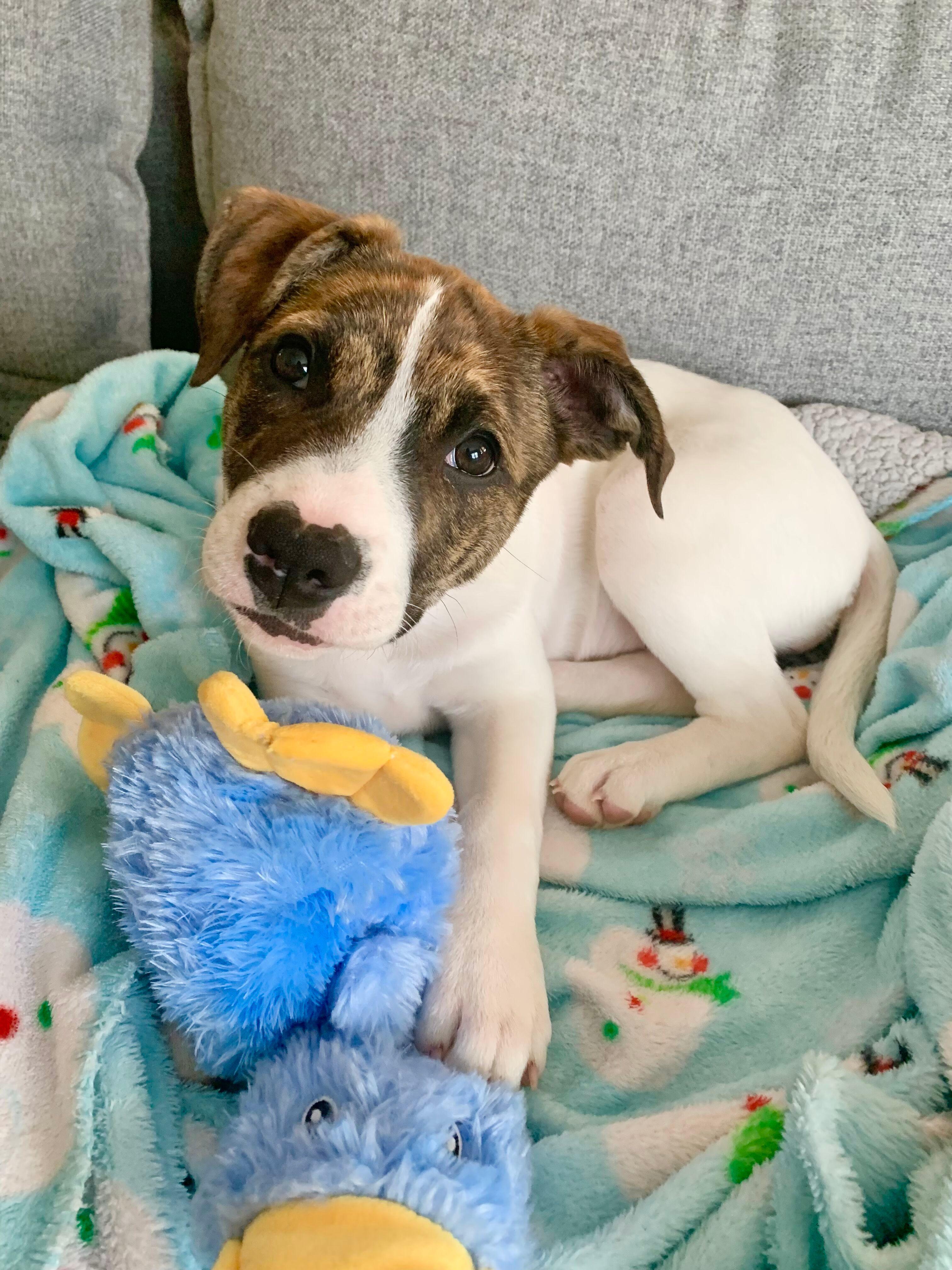 Kinsey, ADOPTABLE, Young Female Border Collie & Pit Bull Terrier.