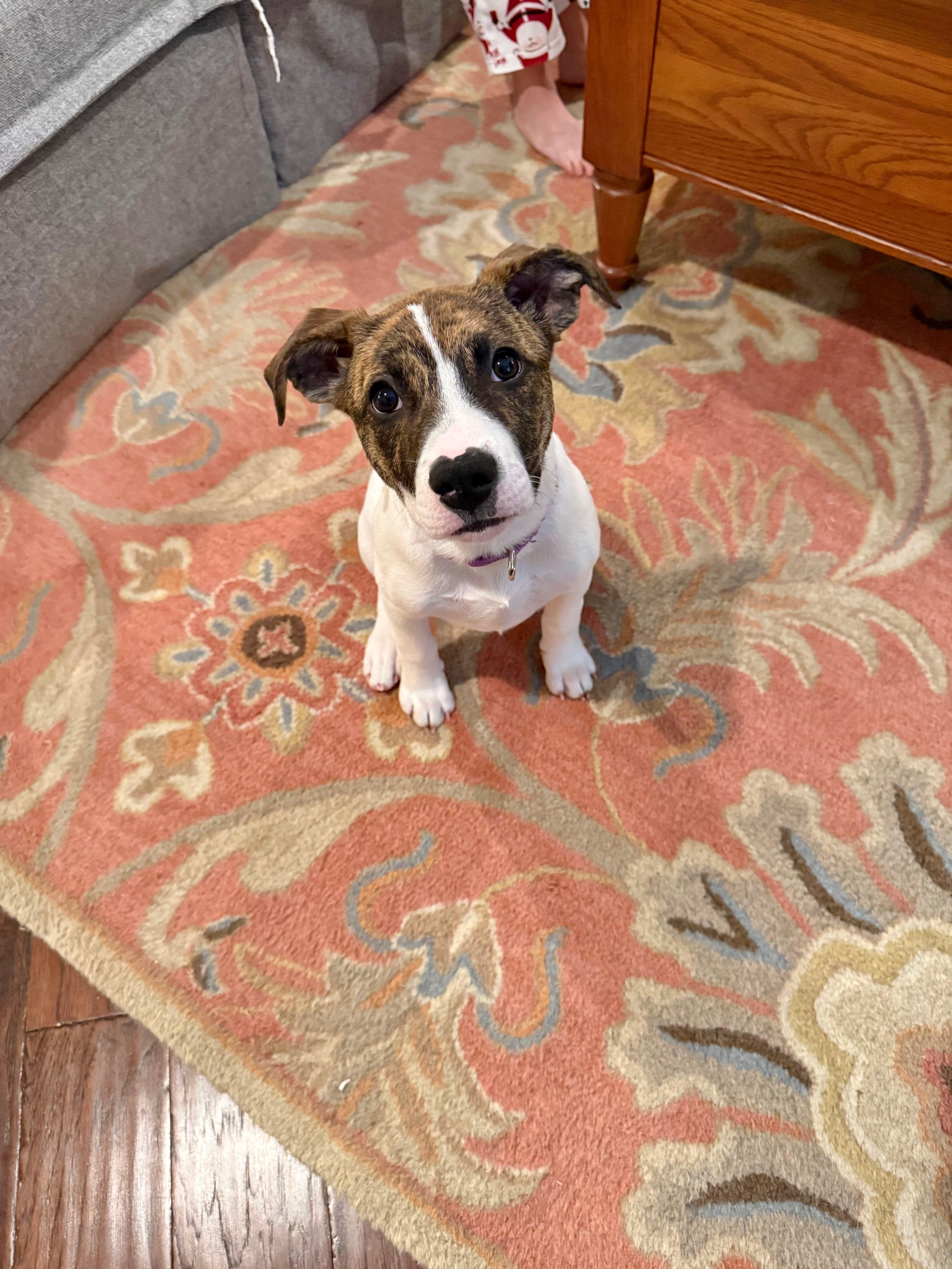 Enlarge Kinsey, a ADOPTABLE mixed breed in College Grove, TN image 3/5