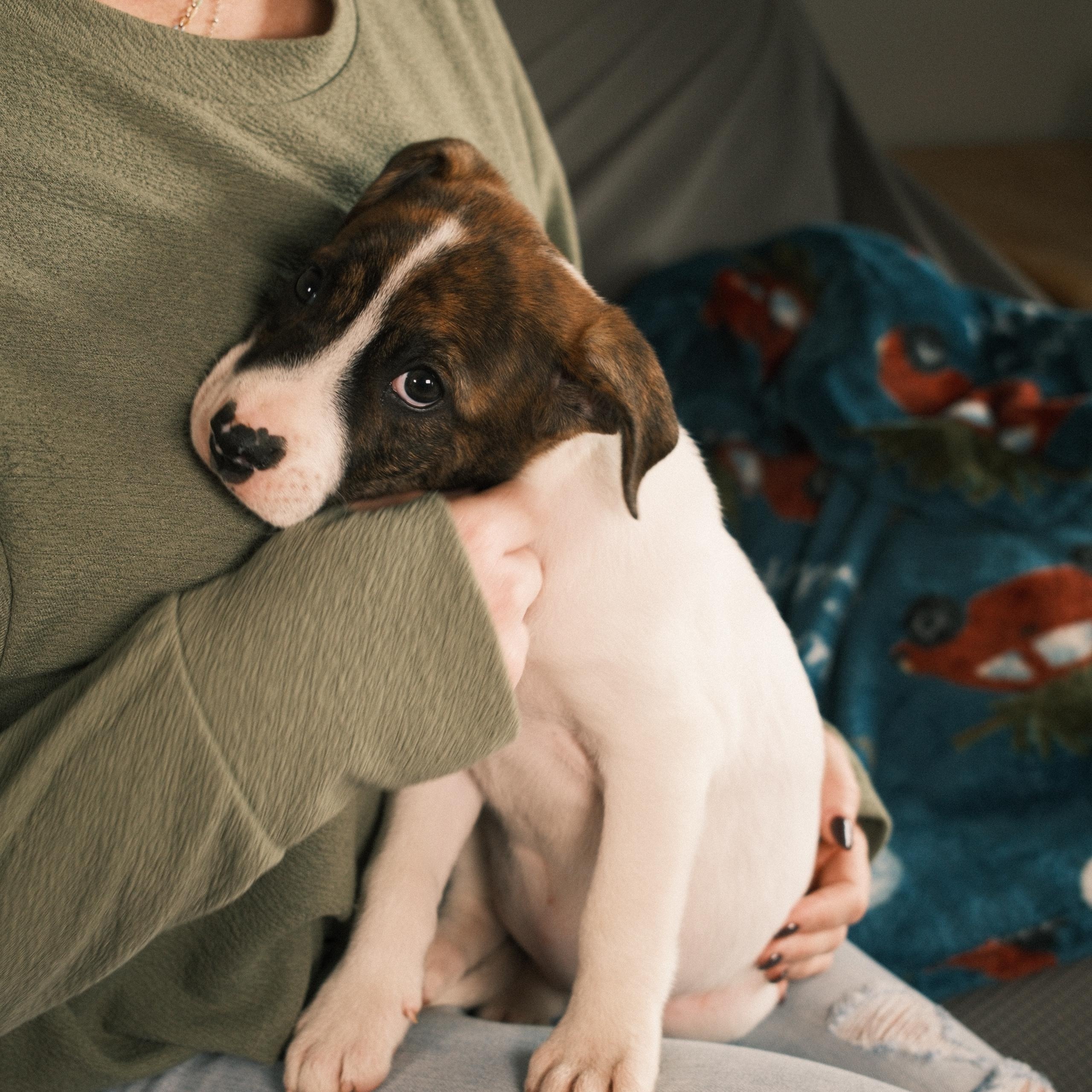 Kinsey, a ADOPTABLE mixed breed in Franklin, TN image 3/6