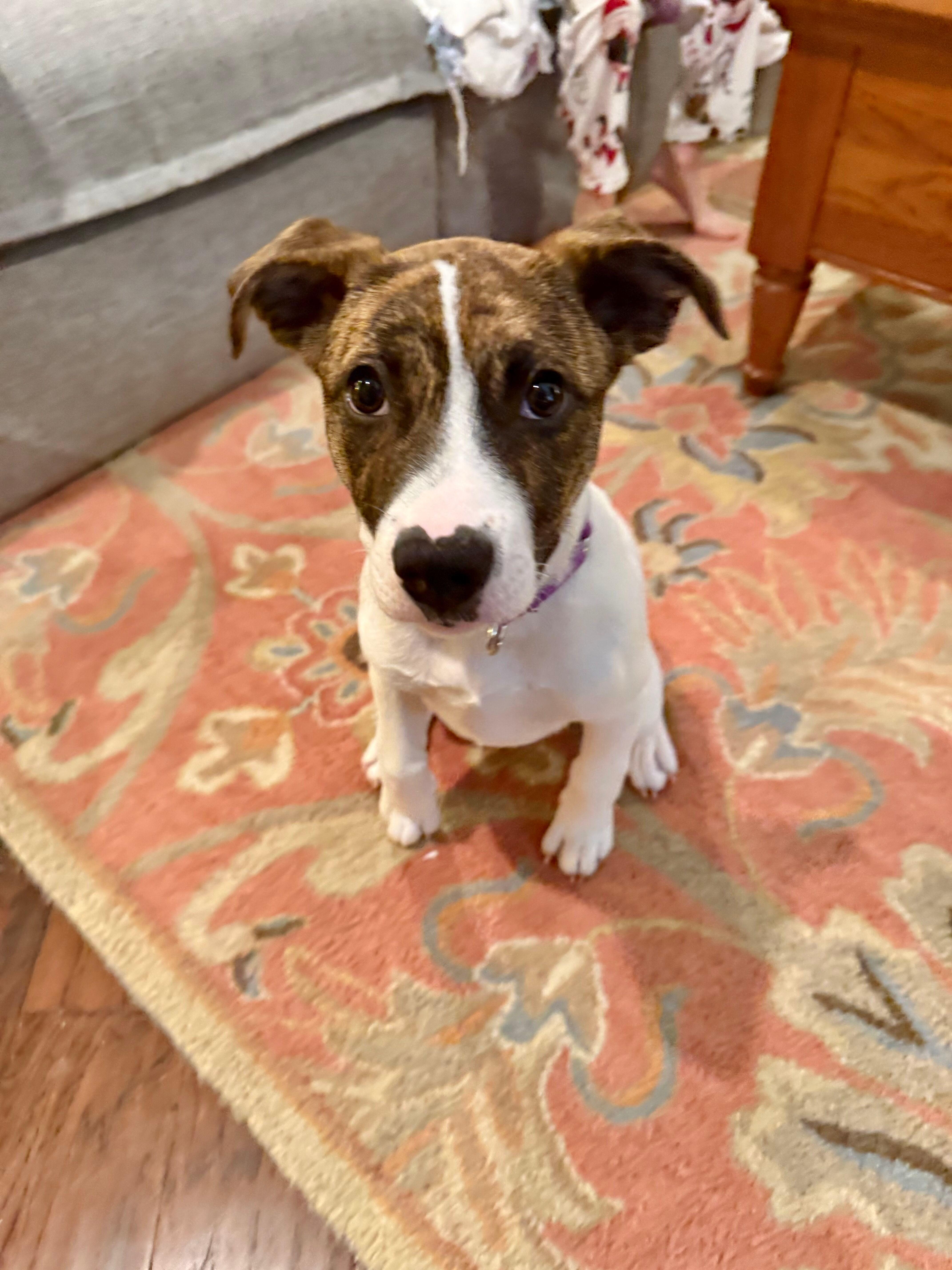 Enlarge Kinsey, a ADOPTABLE mixed breed in College Grove, TN image 4/5