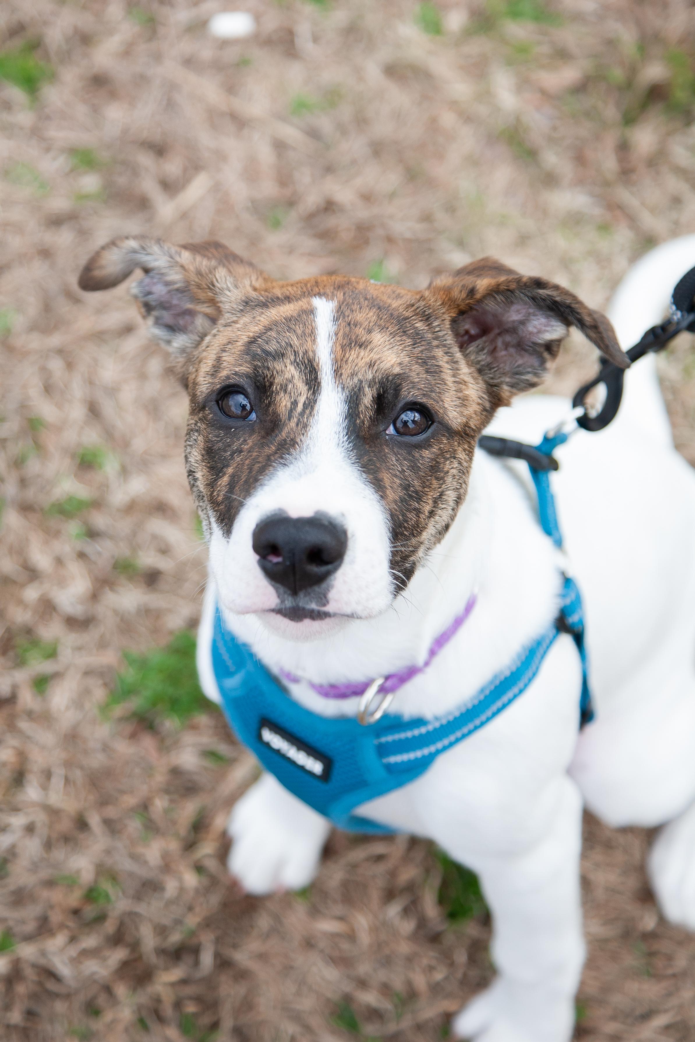 Enlarge Kinsey, a ADOPTABLE mixed breed in Franklin, TN image 1/6
