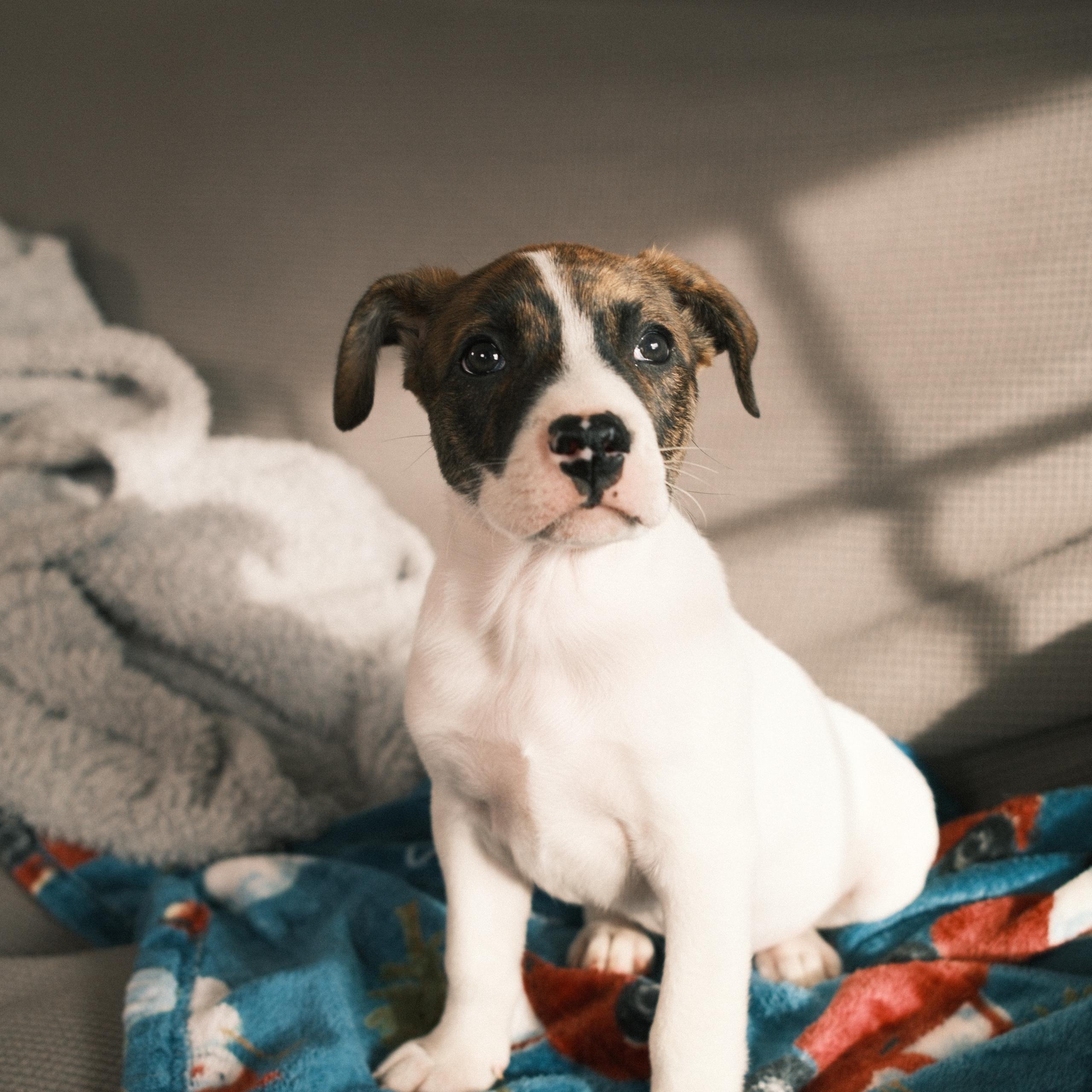 Kinsey, a ADOPTABLE mixed breed in Franklin, TN image 2/6