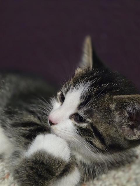 DAMMON, Adoptable, Kitten Male Domestic Short Hair.