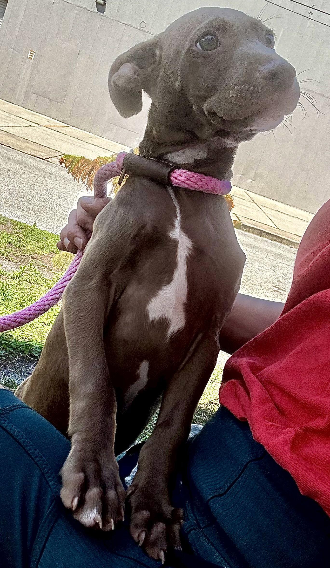 Enlarge Fairbanks, a Adoptable mixed breed in Sanford, FL image 1/3