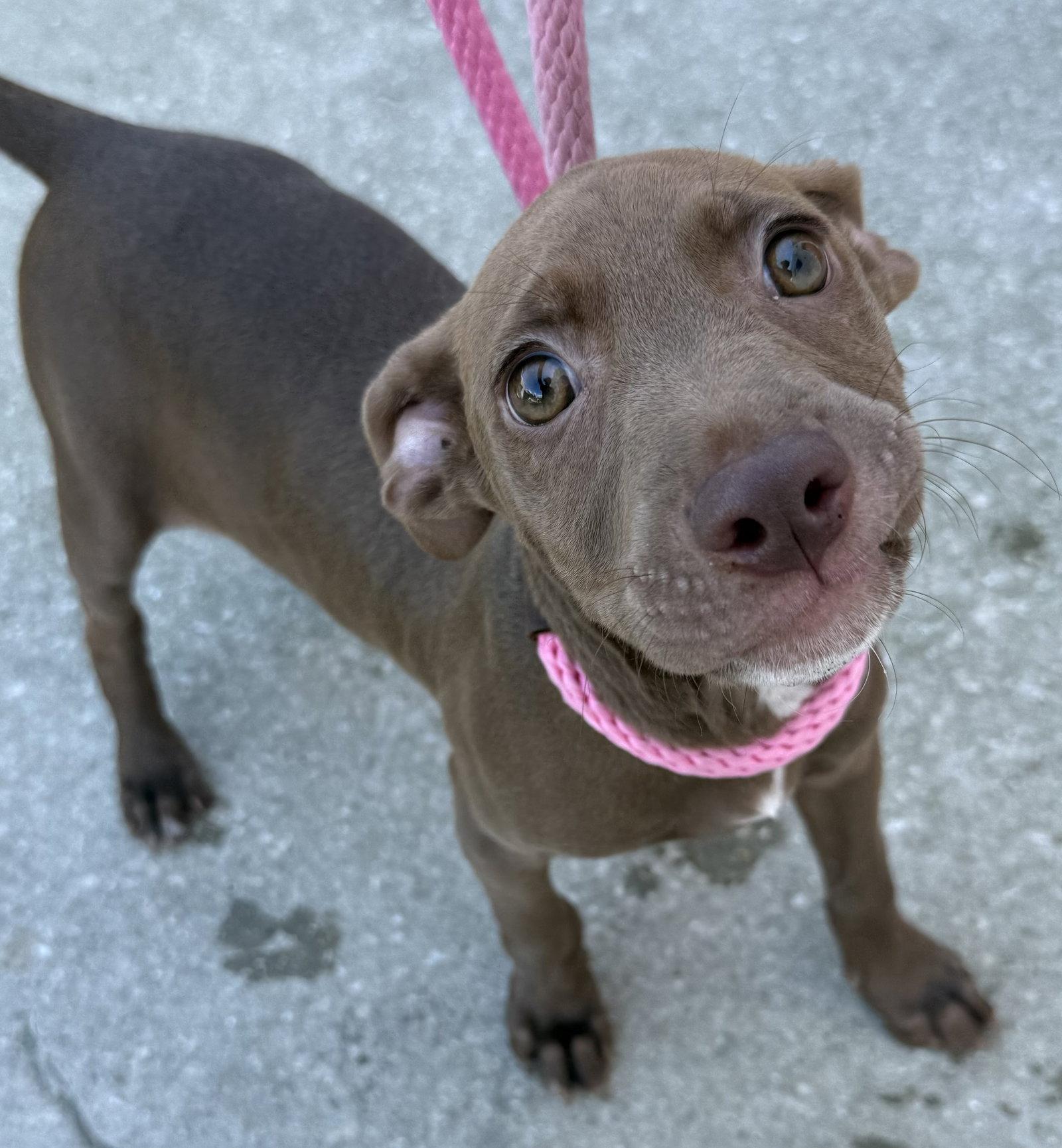 Enlarge Fairbanks, a Adoptable mixed breed in Sanford, FL image 2/3