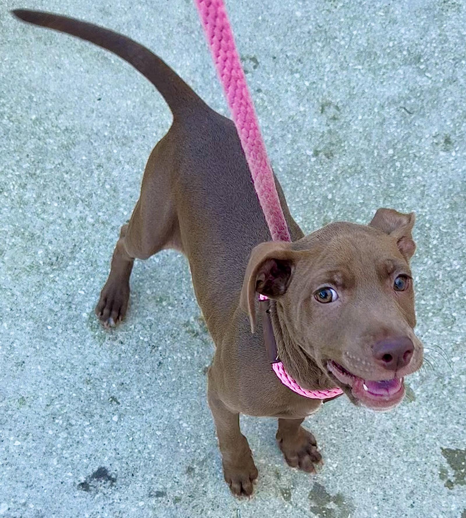 Enlarge Fairbanks, a Adoptable mixed breed in Sanford, FL image 3/3