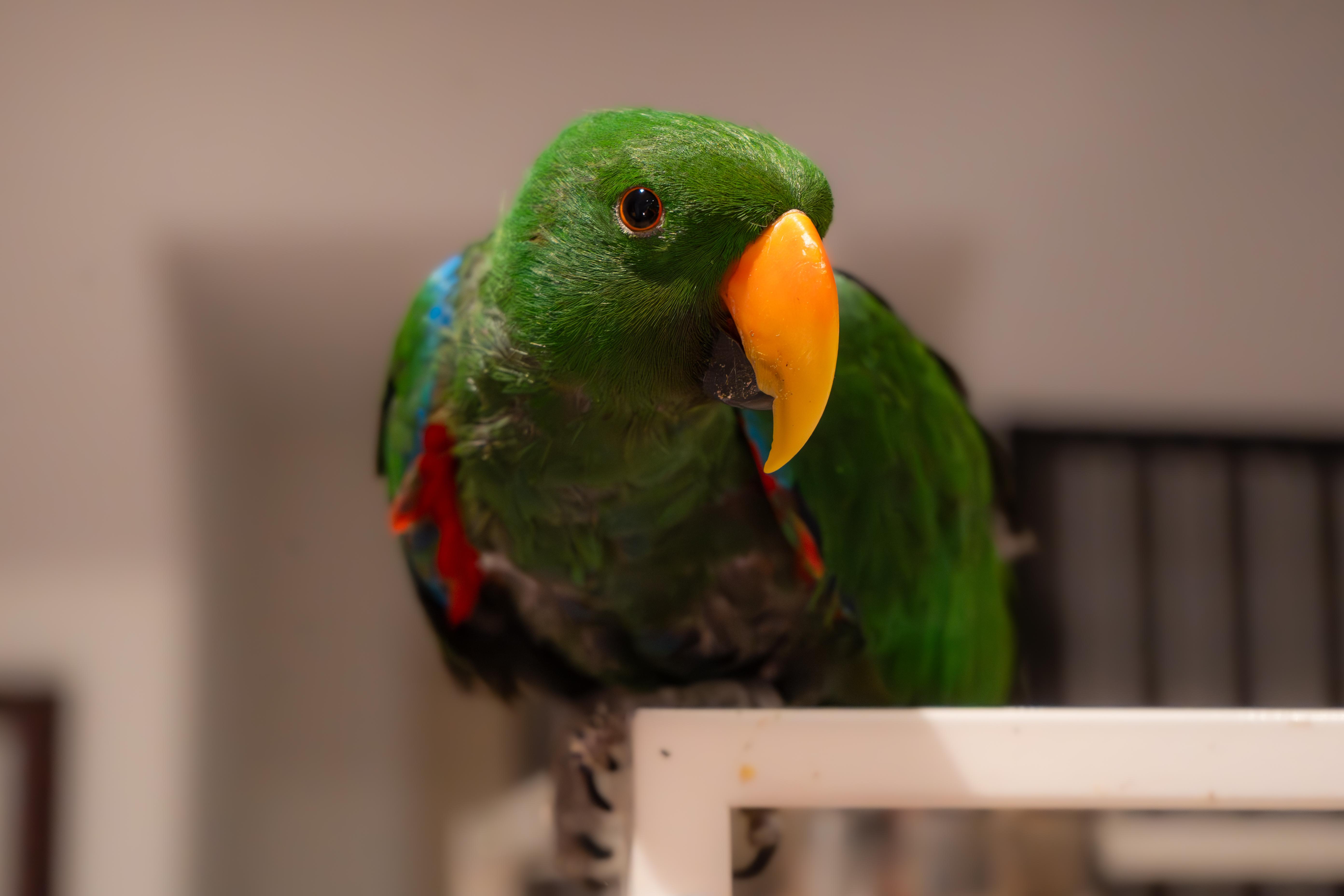 Enlarge Kiwi, a Adopted Eclectus in Dundas, ON image 1/6