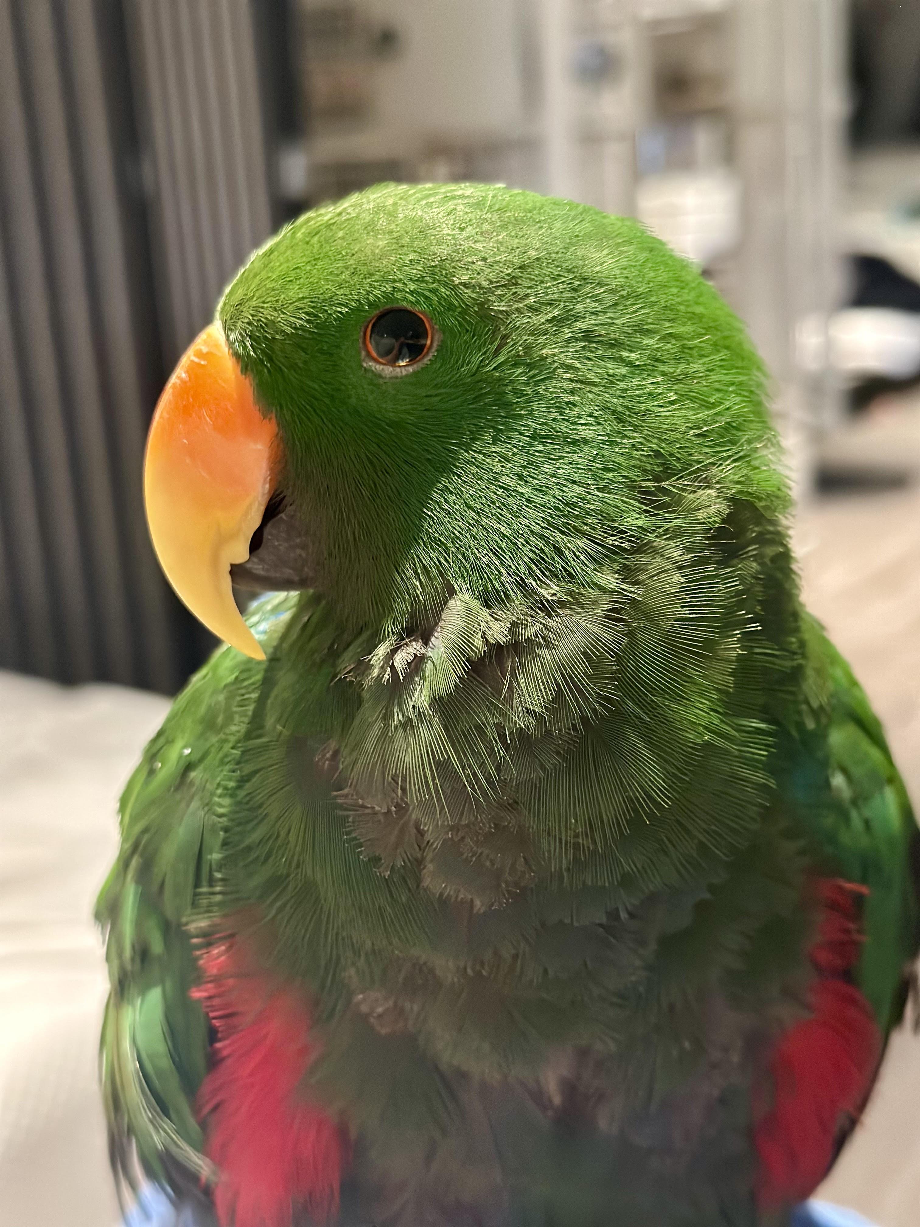 Enlarge Kiwi, a Adopted Eclectus in Dundas, ON image 4/6