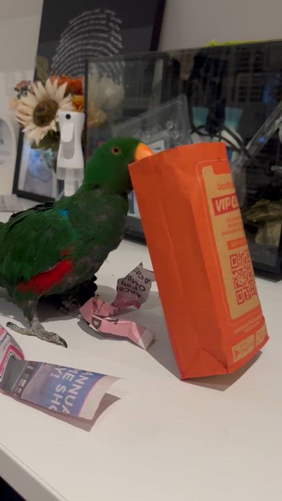 Enlarge Kiwi, a Adopted Eclectus in Dundas, ON video 6/6