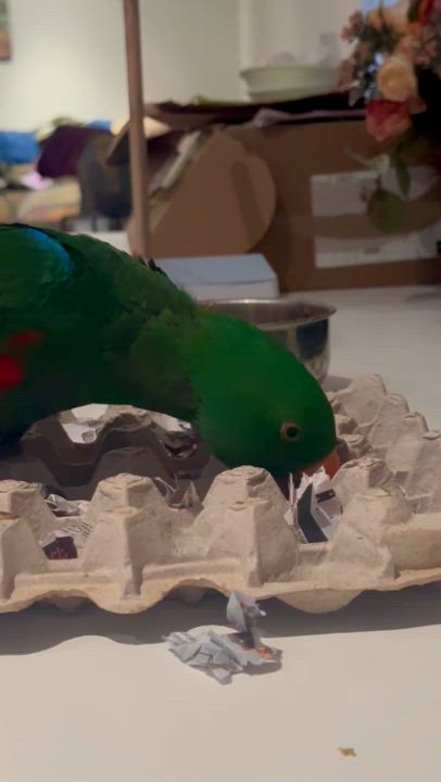Enlarge Kiwi, a Adopted Eclectus in Dundas, ON video 5/6