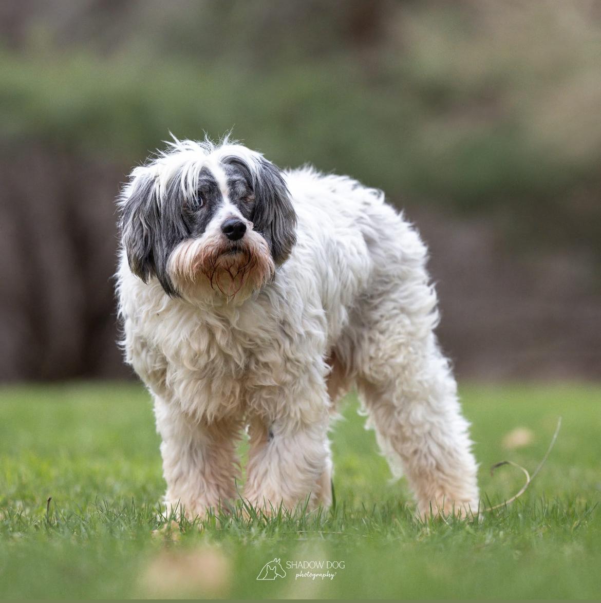 Rufus, a Adoptable mixed breed in Whitewater, WI image 6/6
