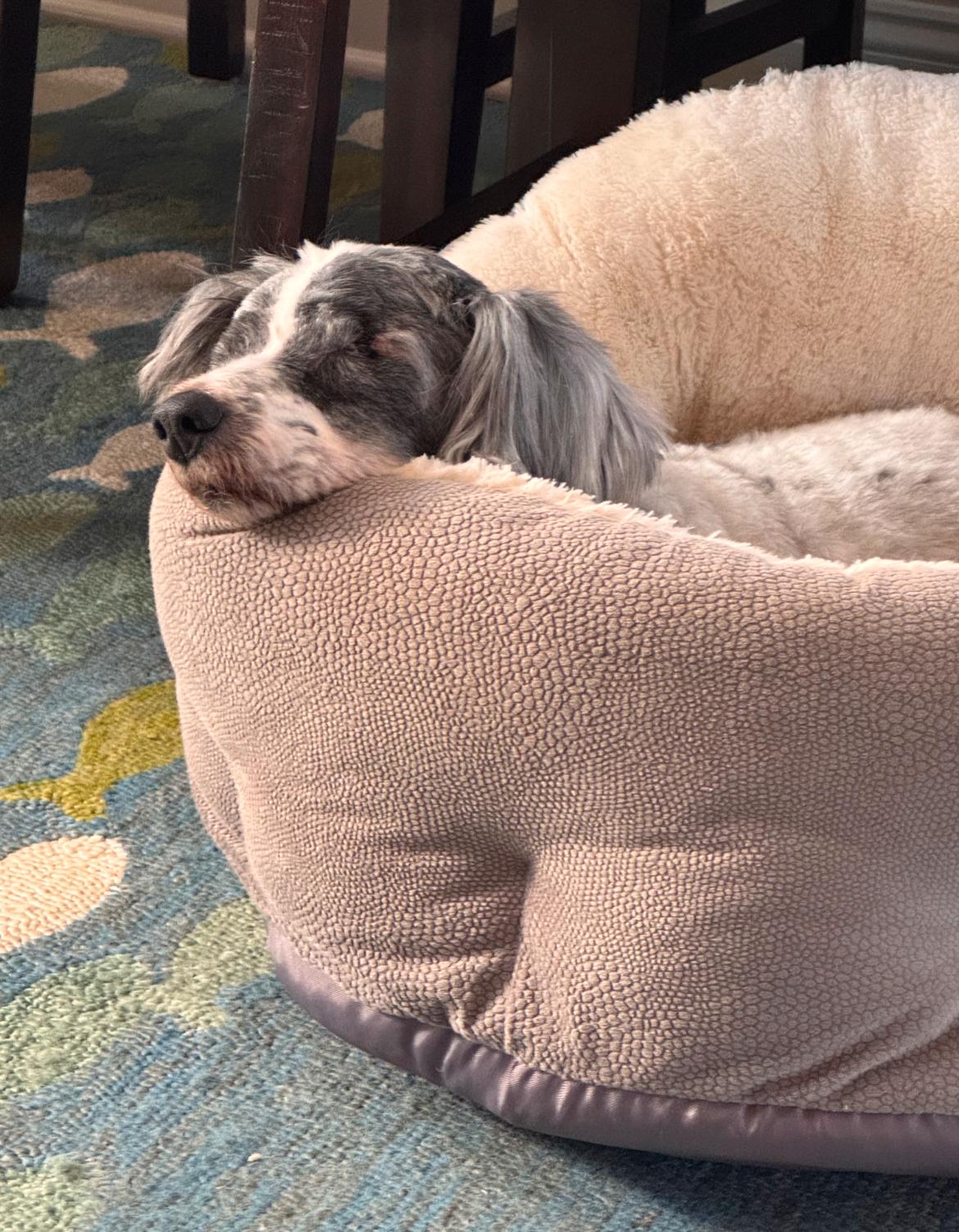 Rufus, a Adoptable mixed breed in Whitewater, WI image 4/6