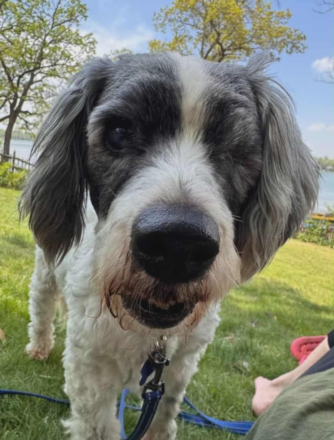 Rufus, a Adoptable mixed breed in Whitewater, WI image 1/6