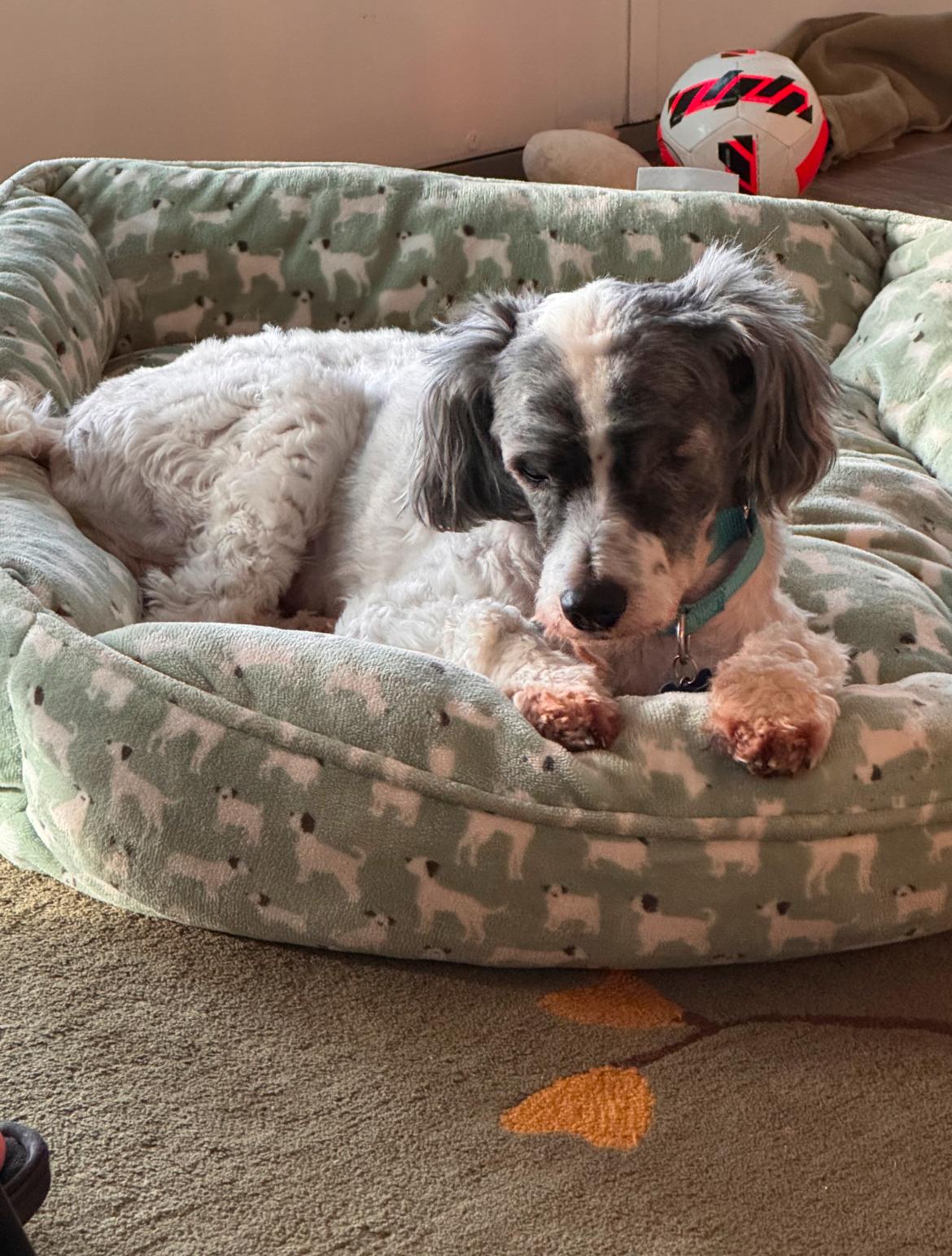 Rufus, Senior Male unknown