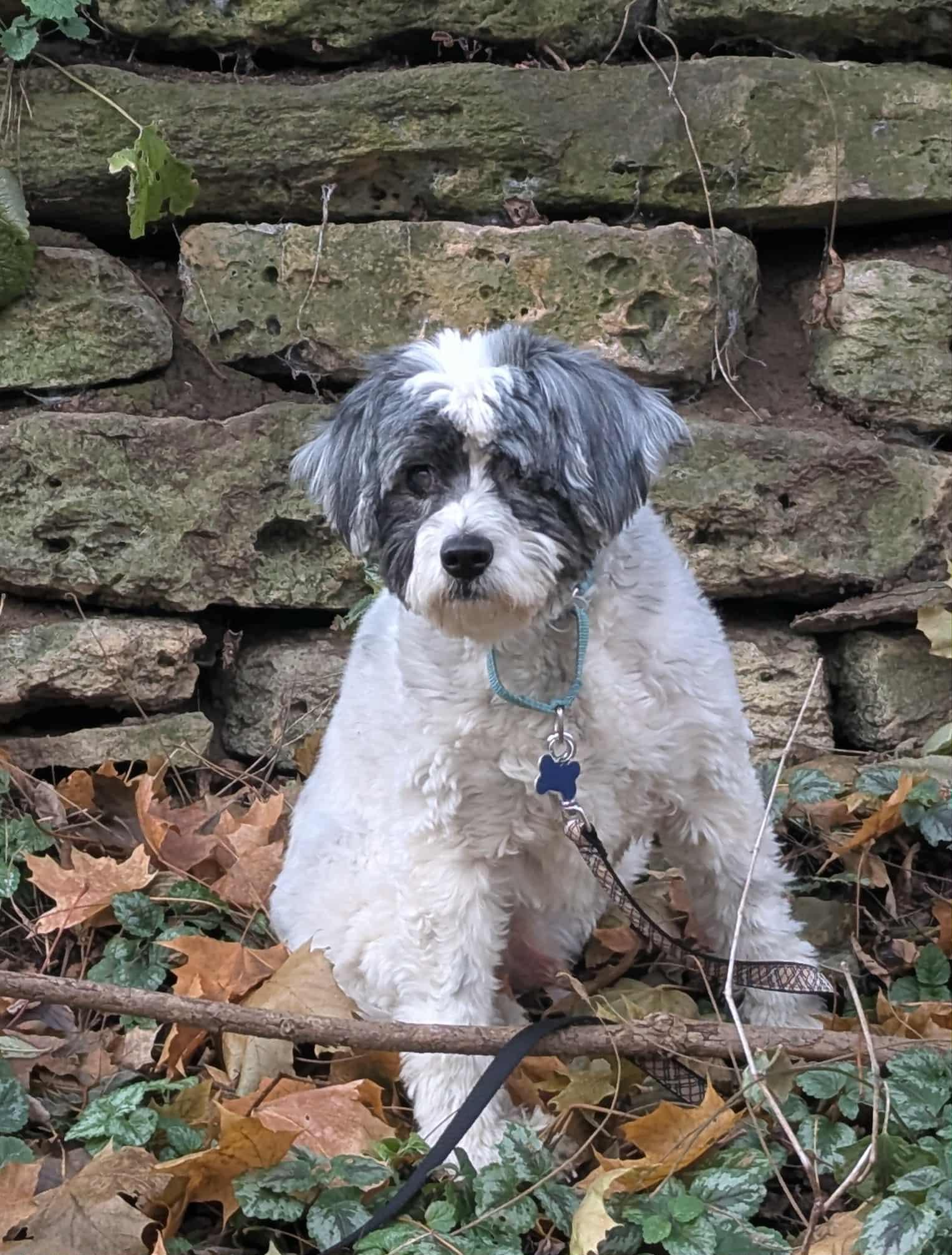 Rufus, a Adoptable mixed breed in Whitewater, WI image 3/6