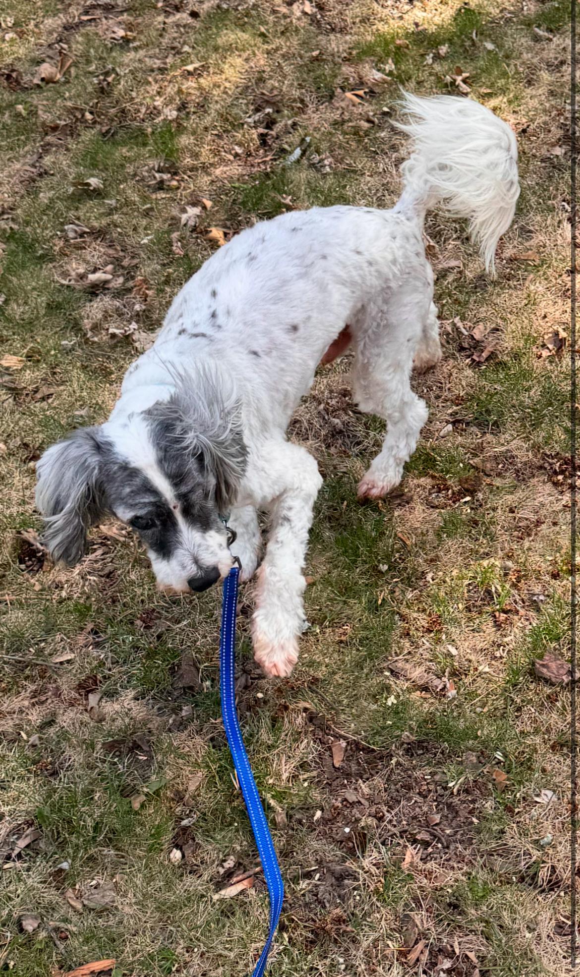 Rufus, a Adoptable mixed breed in Whitewater, WI image 5/6