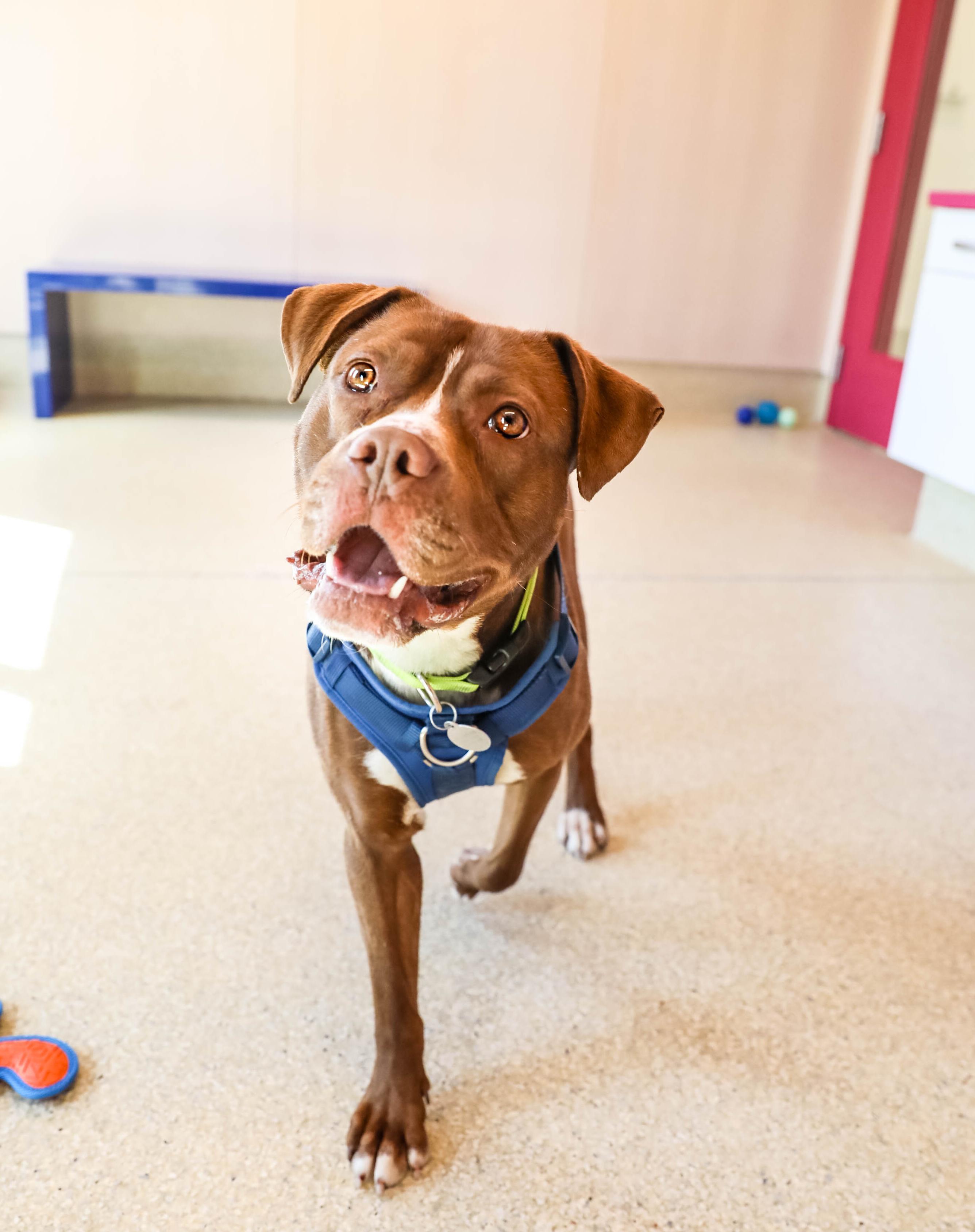 Enlarge Bosco, an adopted mixed breed in Pontiac, MI image 2/3