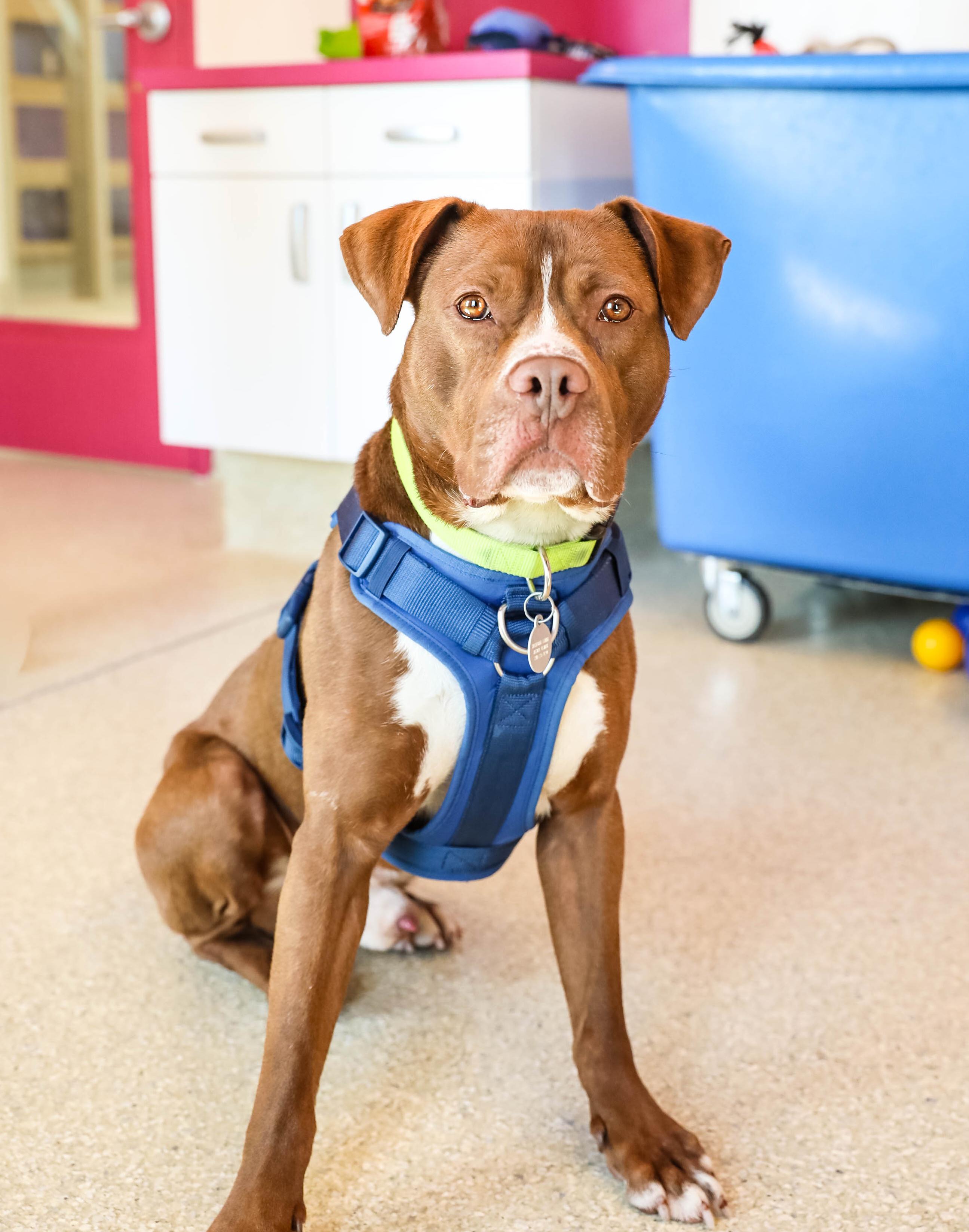 Enlarge Bosco, an adopted mixed breed in Pontiac, MI image 1/3