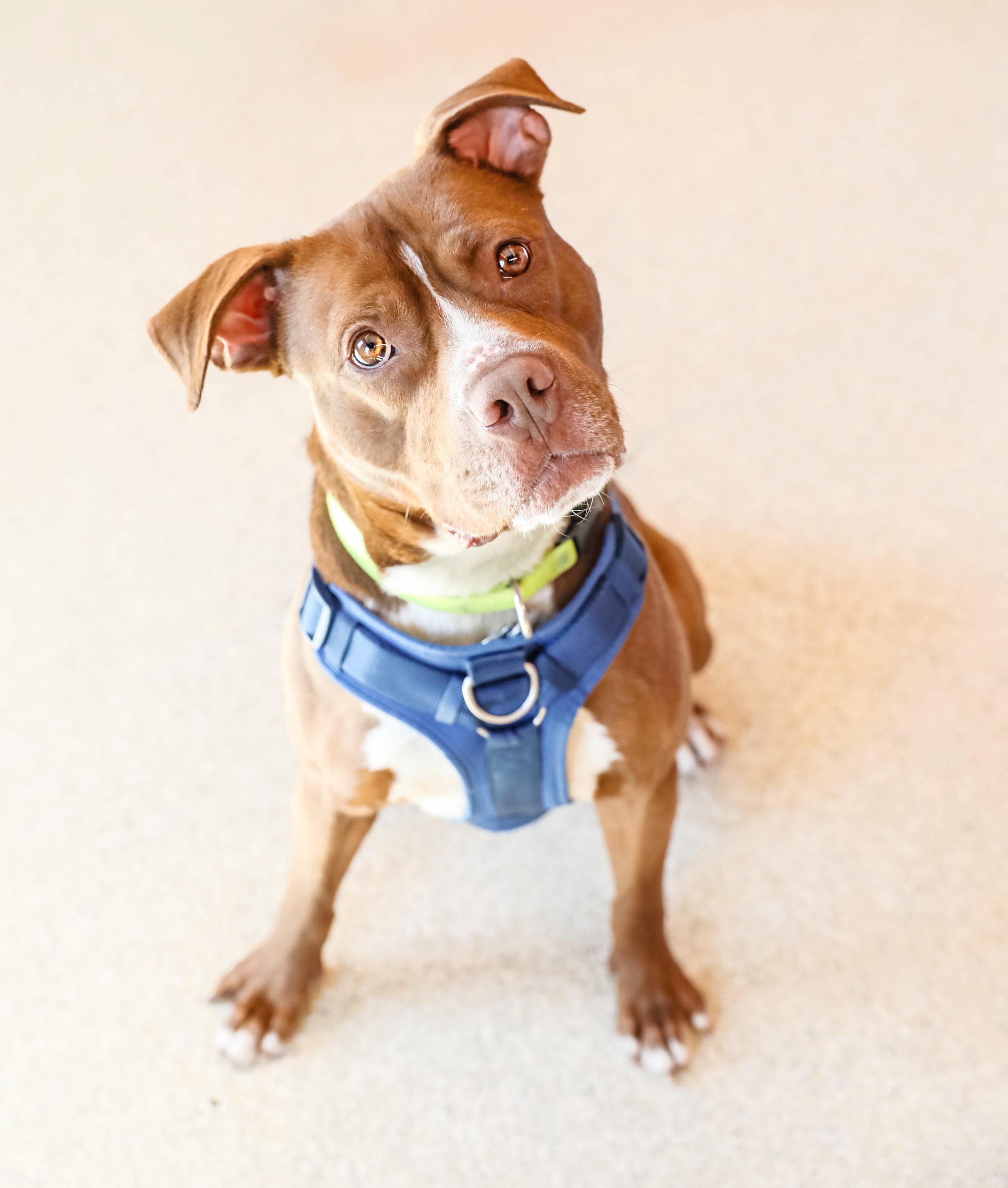 Enlarge Bosco, an adopted mixed breed in Pontiac, MI image 3/3
