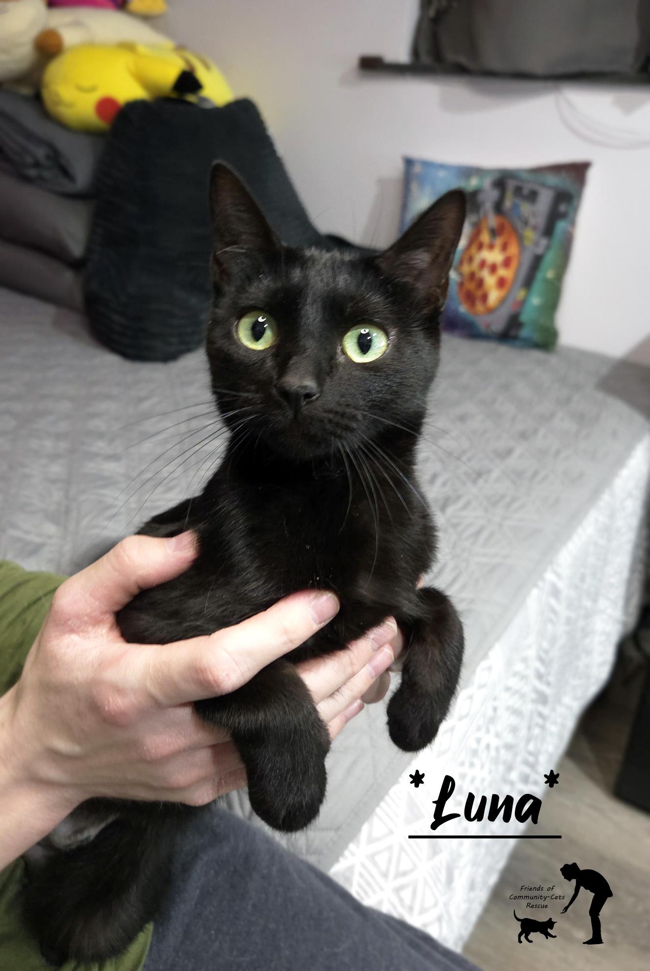 Luna, ADOPTABLE, Young Female Domestic Short Hair.