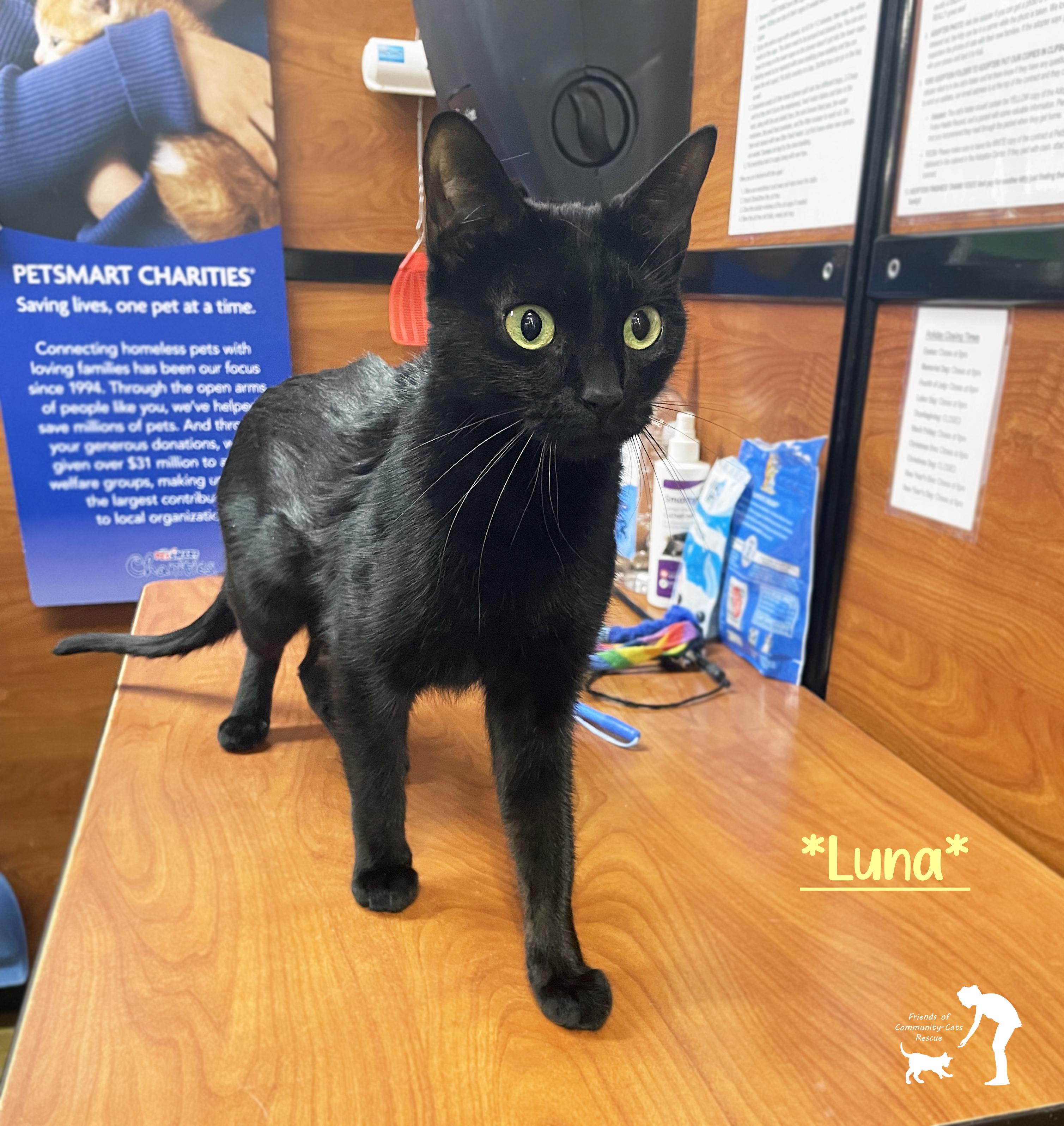 Luna, ADOPTABLE, Young Female Domestic Short Hair.
