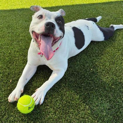 Zara, Adoptable, Adult Female Terrier & Mixed Breed.