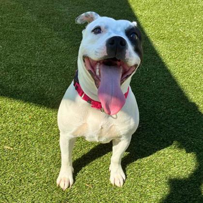 Enlarge Zara, a Adoptable mixed breed in Gastonia, NC image 2/3