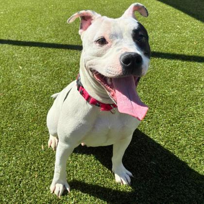 Enlarge Zara, a Adoptable mixed breed in Gastonia, NC image 3/3