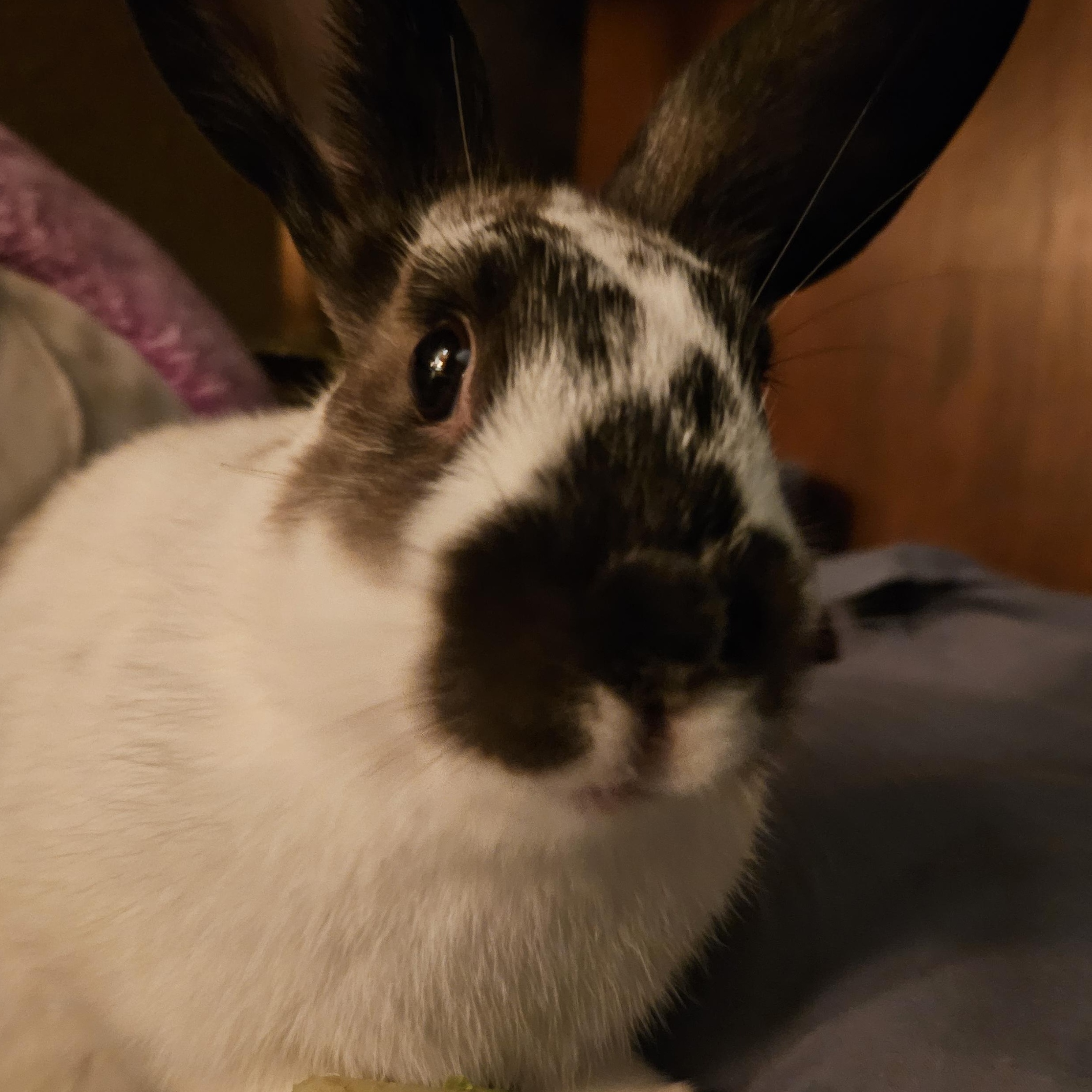 Enlarge Sushi, a Adopted mixed breed in FOLEY, AL image 1/4