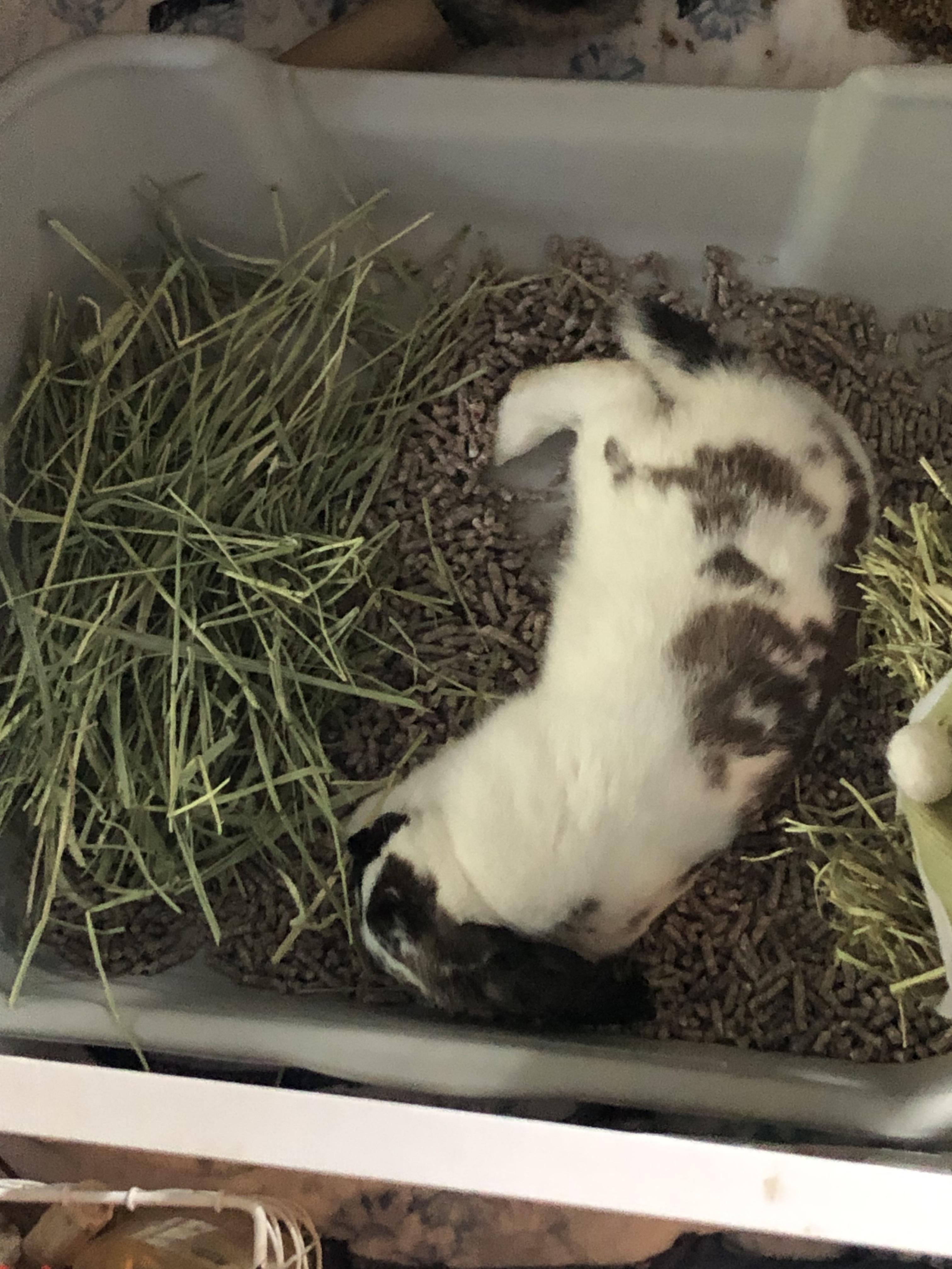 Enlarge Sushi, a Adopted mixed breed in FOLEY, AL image 4/4