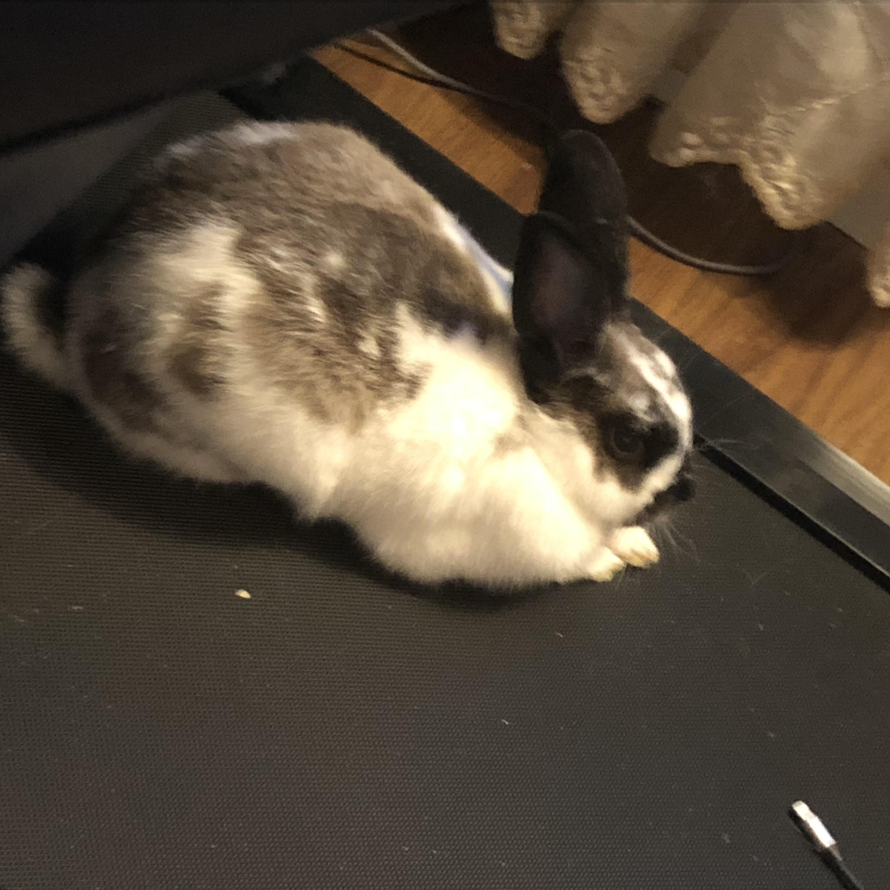 Enlarge Sushi, a Adopted mixed breed in FOLEY, AL image 3/4