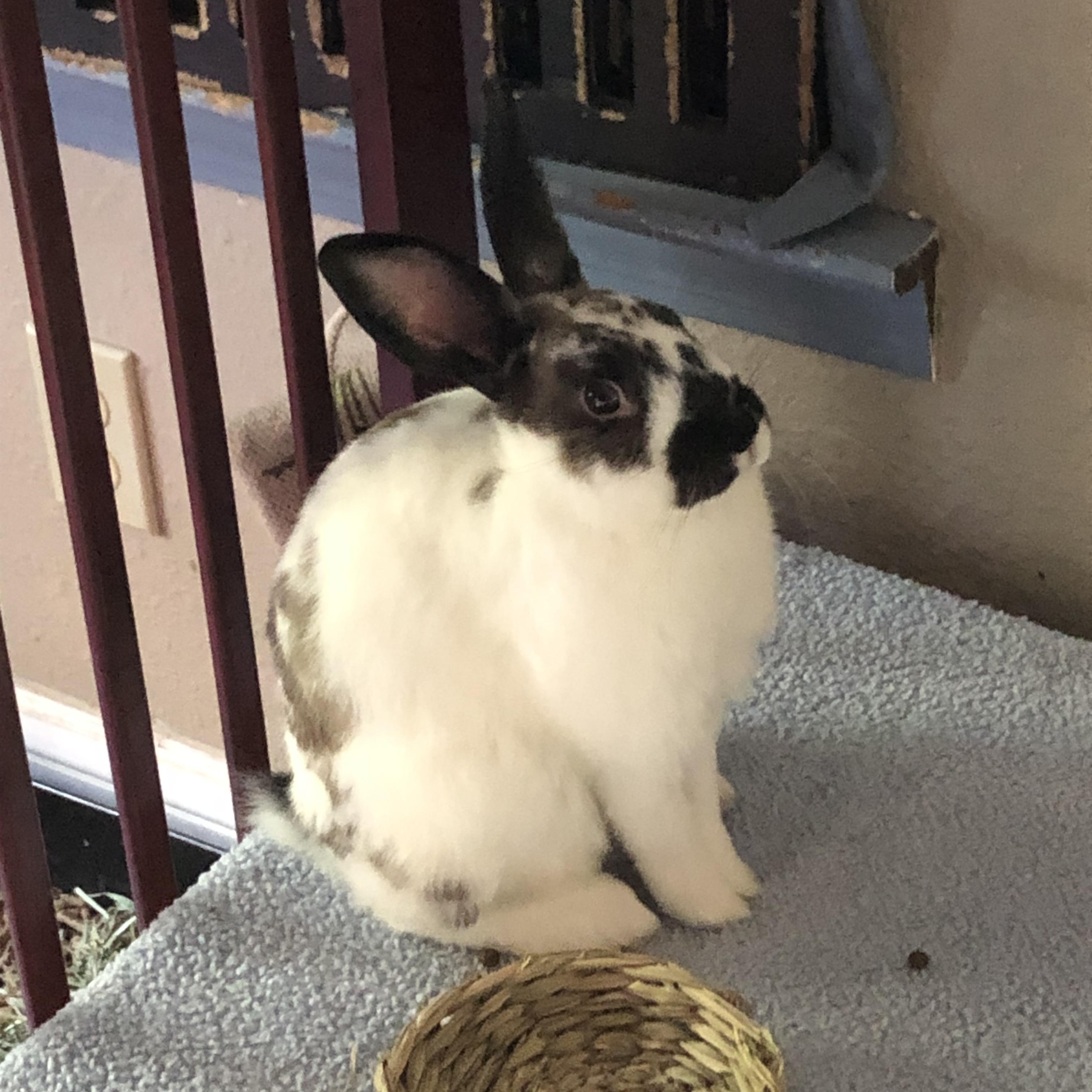 Sushi, Adopted, Young Male Rex & Bunny Rabbit.
